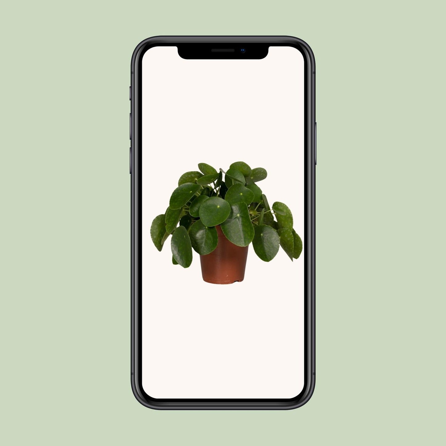 Pilea Peperomiodes – Aluminium-Pflanze Ø15cm, 25cm hoch