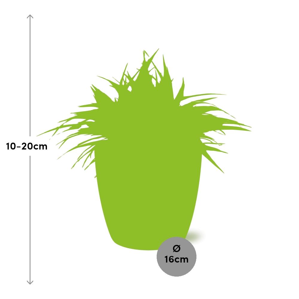 Chlorophytum Ocean 15cm – pflegeleichte Spiderpflanze im ELHO Topf