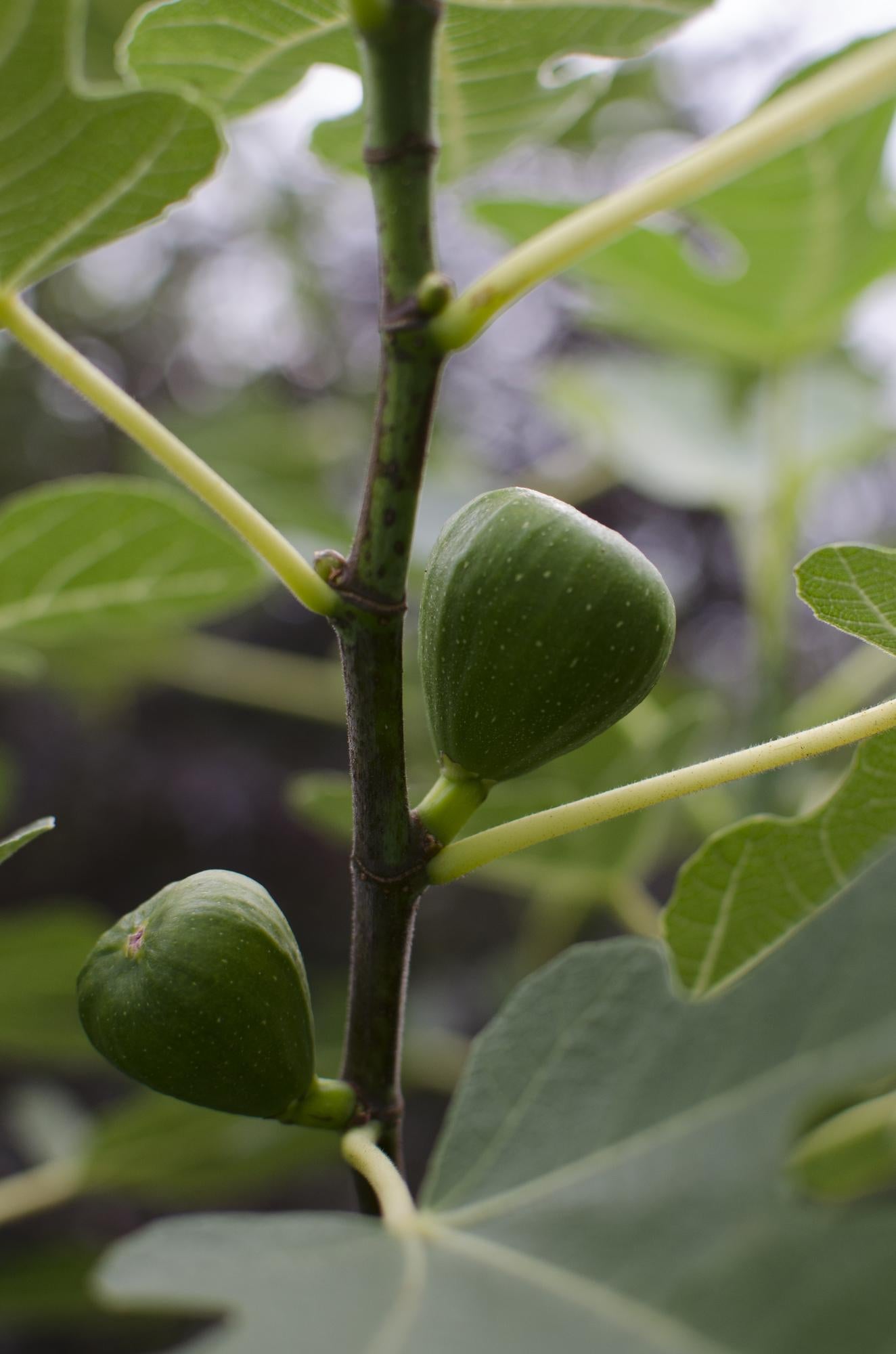 Ficus Gustissimo Perretta – Elegante Zimmerpflanze Ø13cm