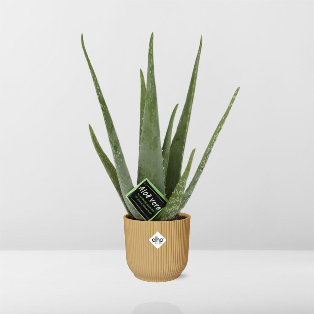 Aloe Vera 12cm im ELHO Vibes Fold 14cm gelb – Pflegeleicht & Luftreinigend