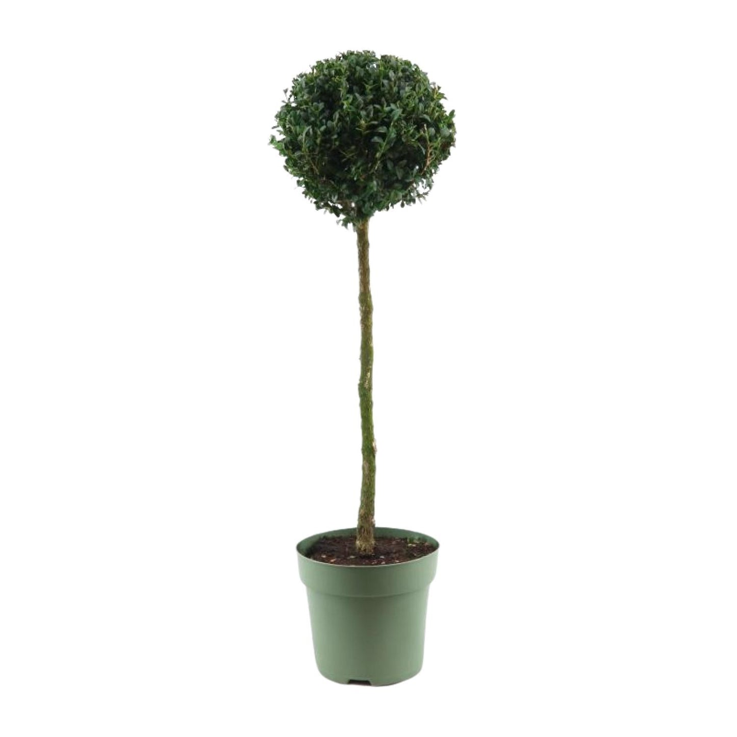Buxus Semp. Mono-Ball Ø23cm – Eleganter Buchsbaum