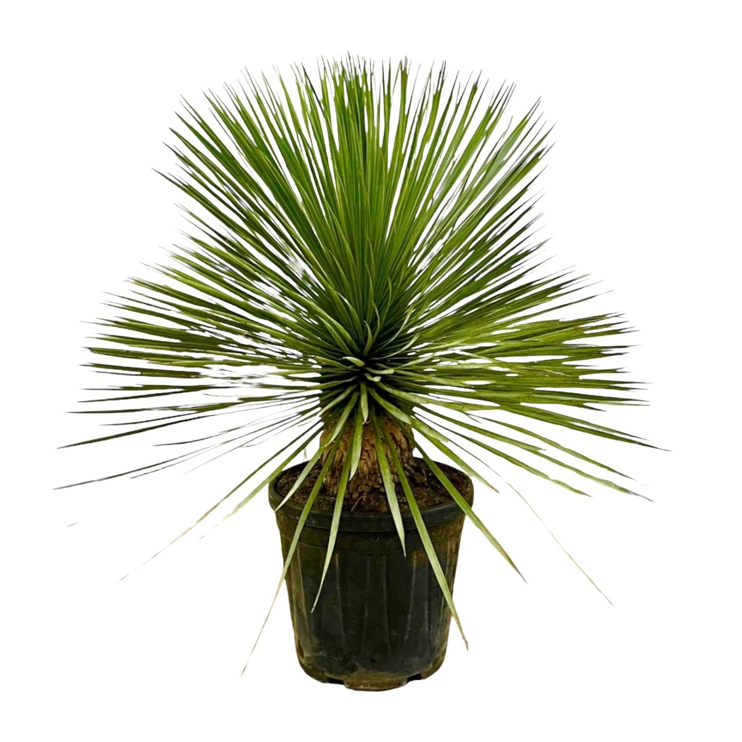 Yucca Rostrata op stam – 70 cm, Ø27 cm, pflegeleicht