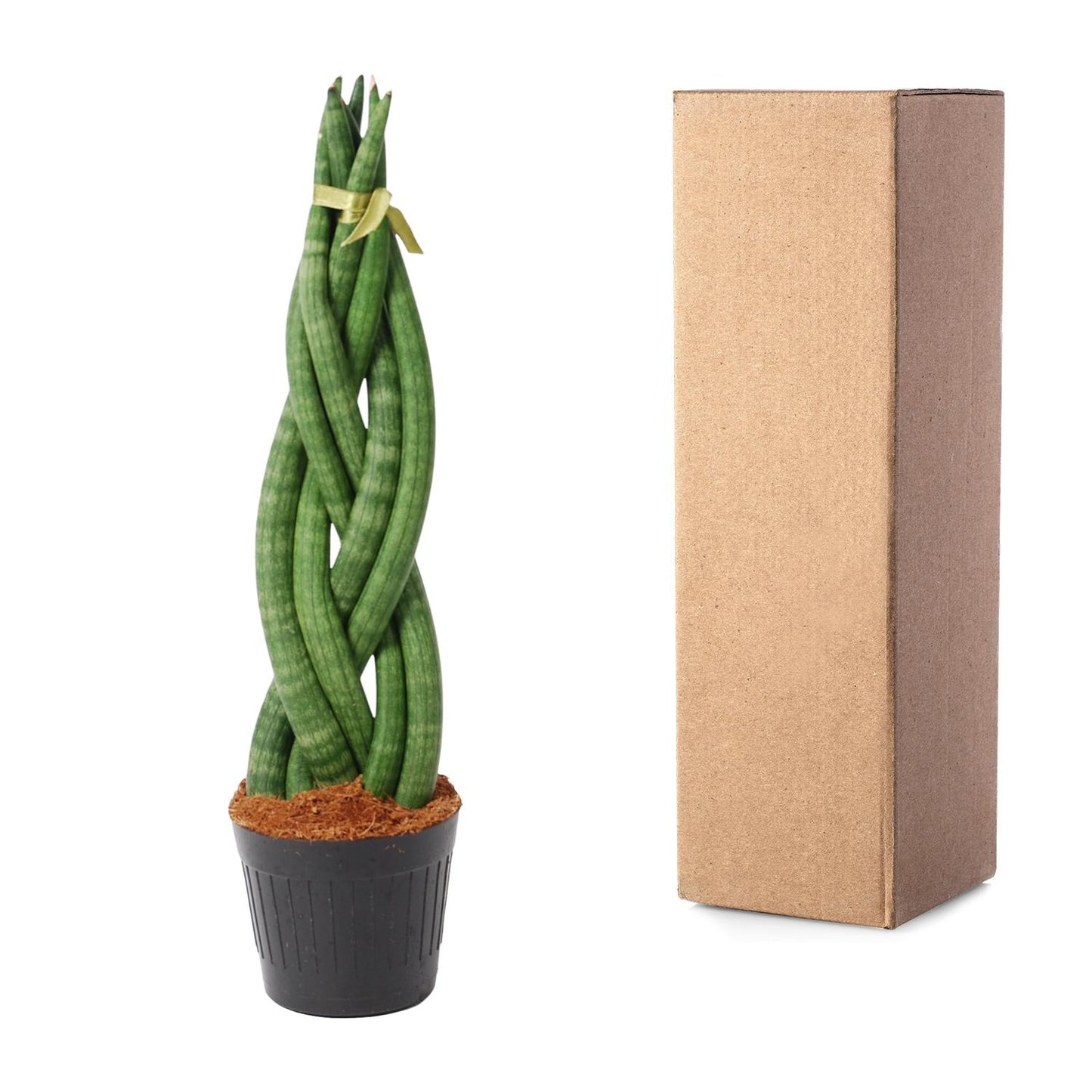 Sansevieria cylindrica 'Twist' – pflegeleichter Bogenhanf 40 cm