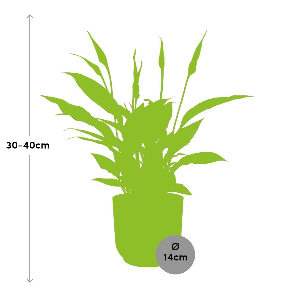 Friedenslilie Spathiphyllum 12 cm in ELHO Vibes Fold 14 cm roze