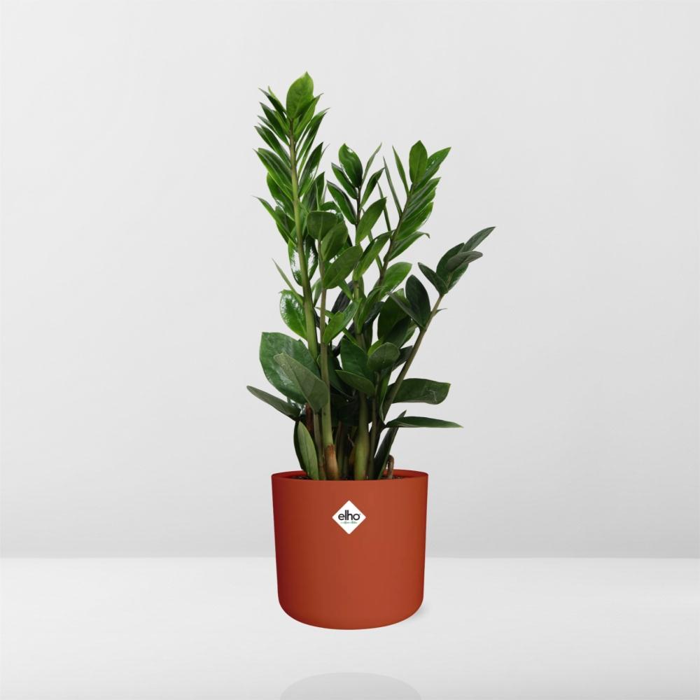Zamioculcas – Pflegeleichte ZZ-Pflanze im ELHO b.for Soft Topf