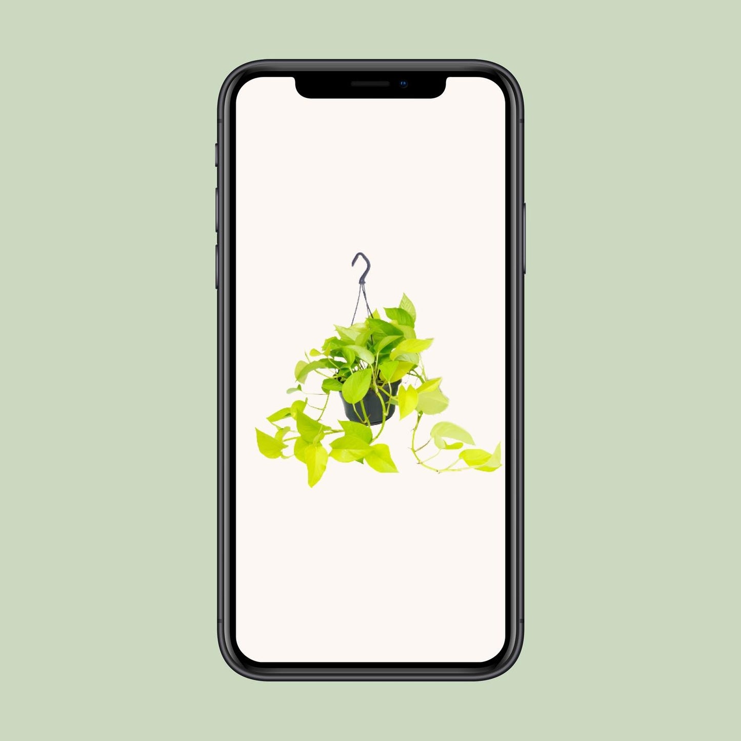 Epipremnum Golden Pothos – Pflegeleichte Kletterpflanze Ø15cm