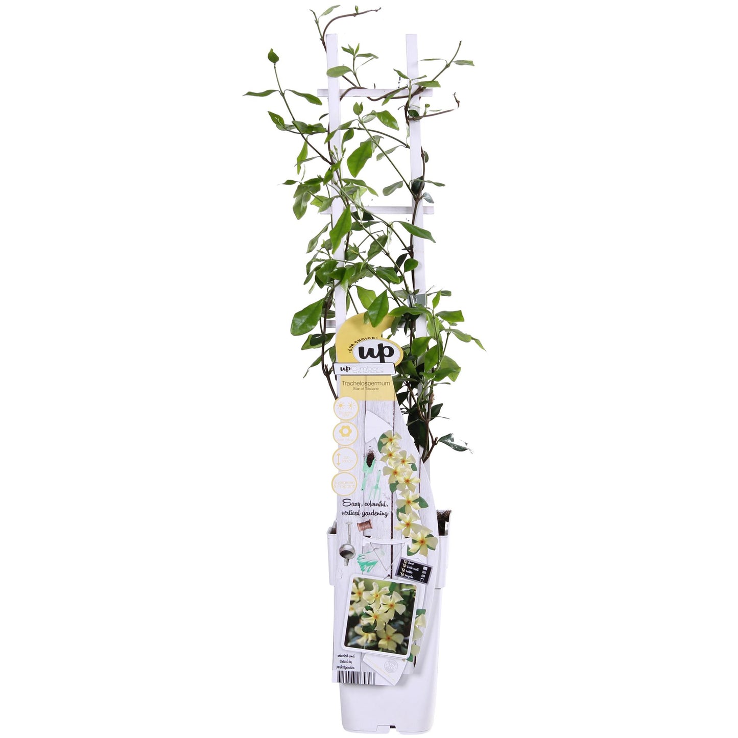 Trachelospermum 'Star of Toscana' – Toskanischer Jasmin Gelb Ø15cm
