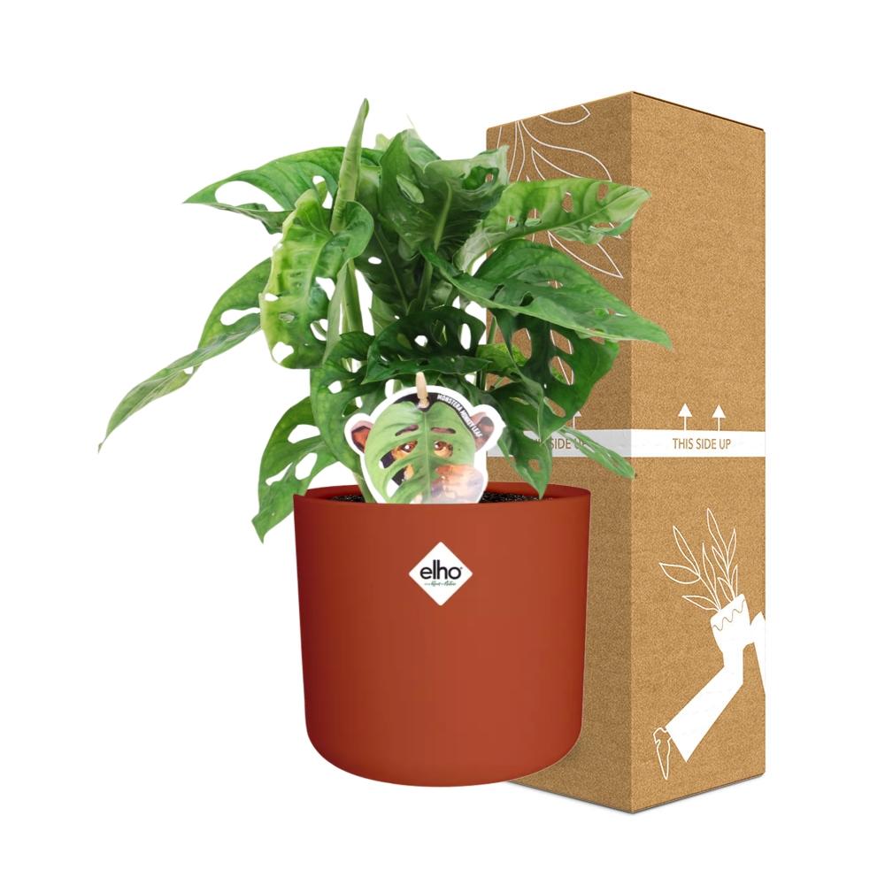 Monstera ‘Monkey Leaf’ im ELHO b.for soft Rond 14cm Brique