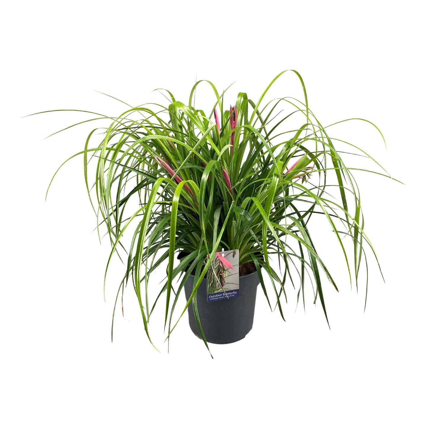 Billbergia Nutans 'Tears Of Joy' – Elegante Bromelie Ø24cm