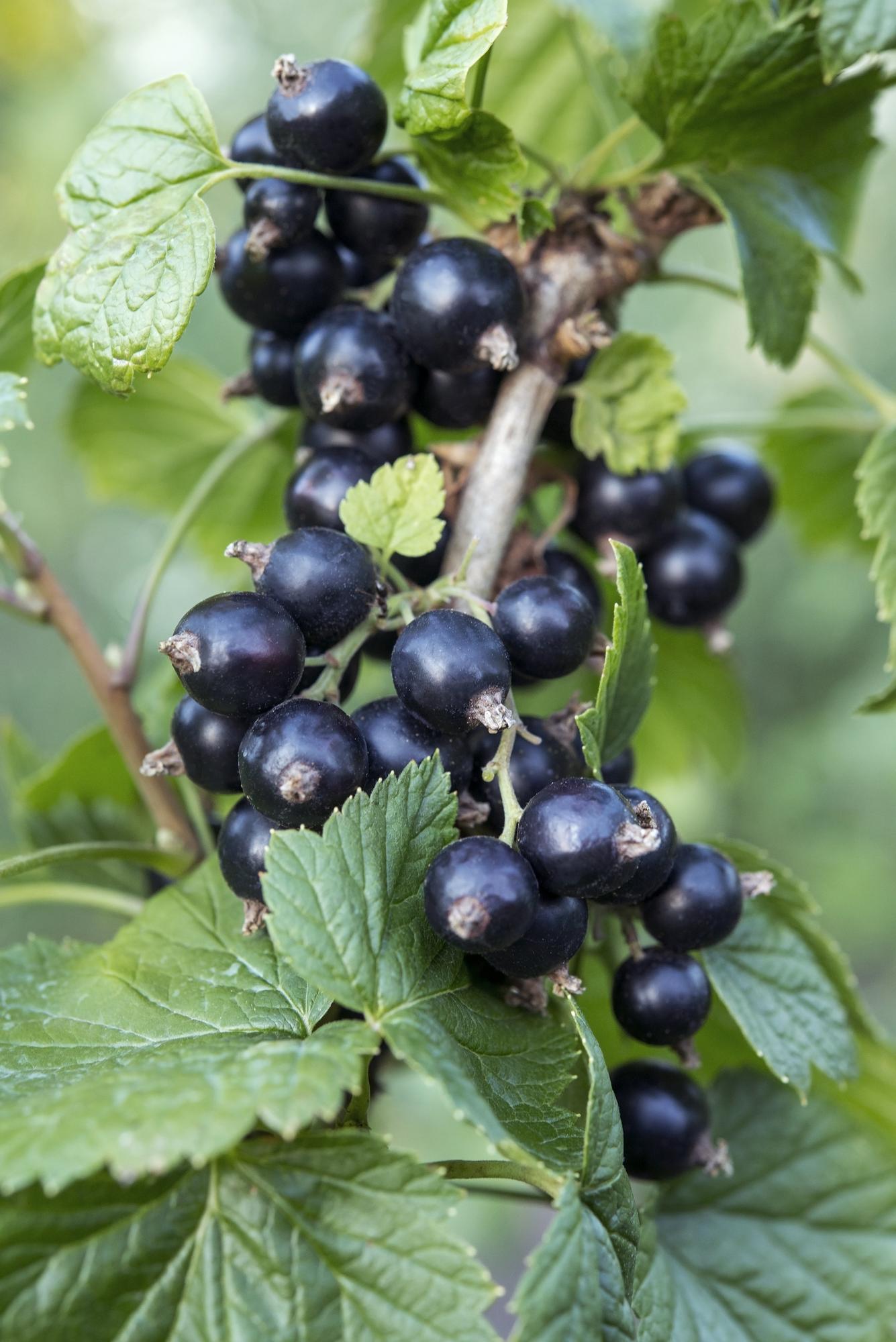 Ribes nigrum 'Ben Nevis' – Schwarze Johannisbeere Ø13cm