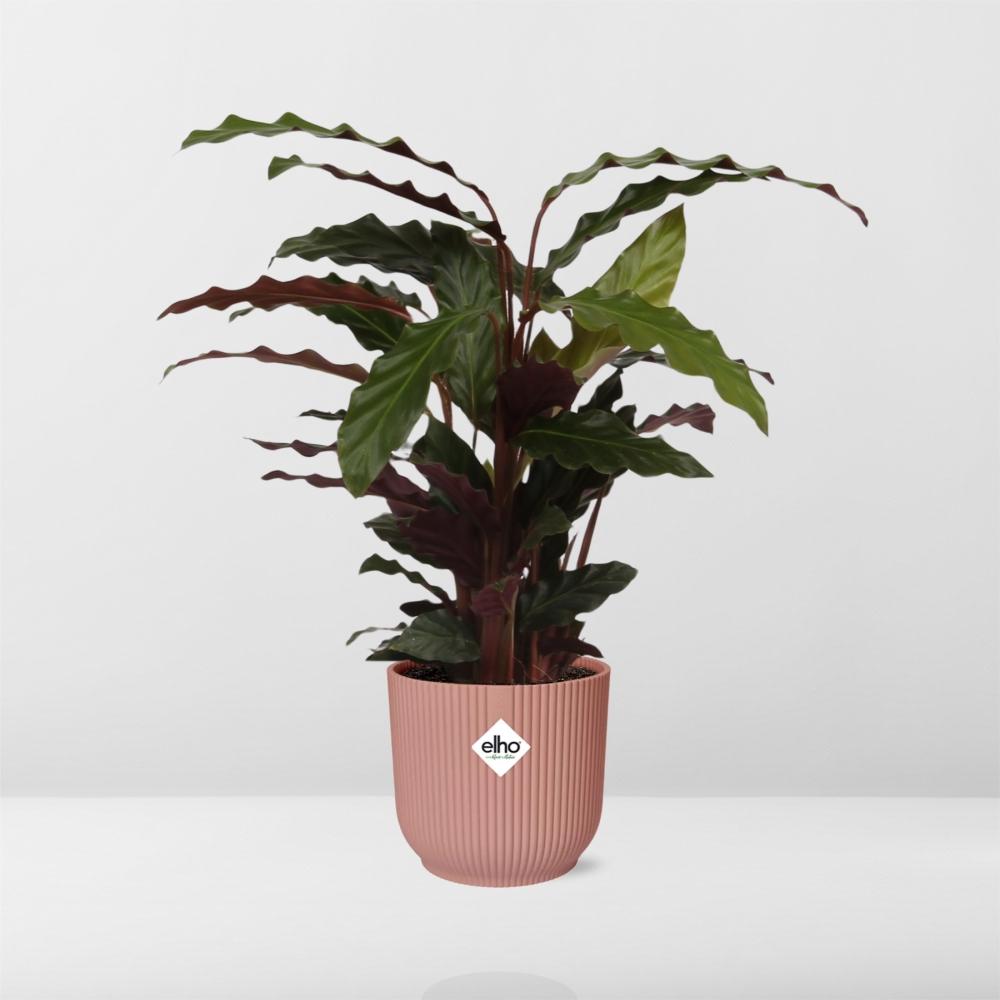 Calathea Rufibarba ‘Tropistar’ in ELHO Vibes Fold 14cm rosa