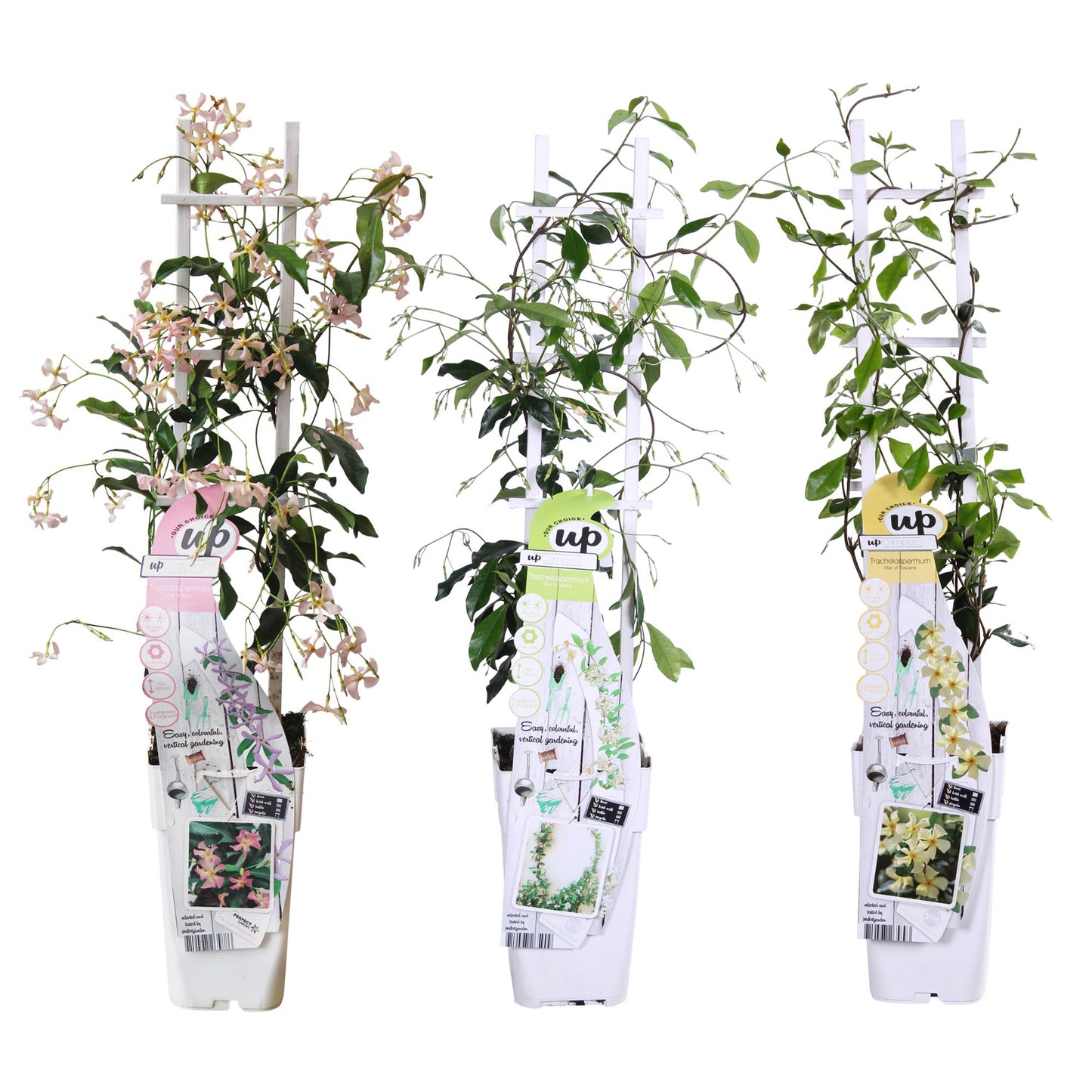 3er-Set Trachelospermum Mix – Pflegeleichte Kletterpflanzen Ø15cm