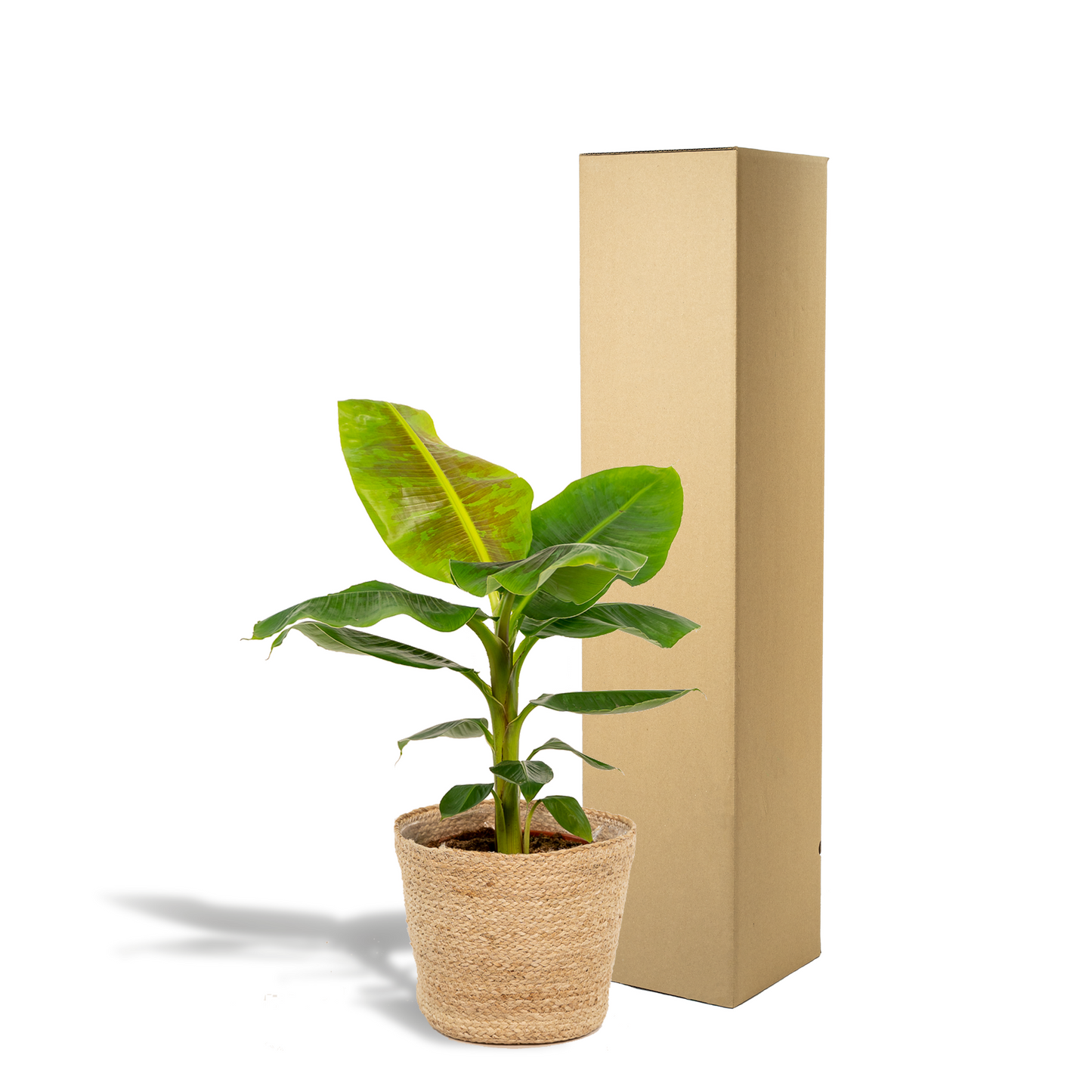 Musa Dwarf Cavendish - Bananenpflanze mit Korb Ø21cm
