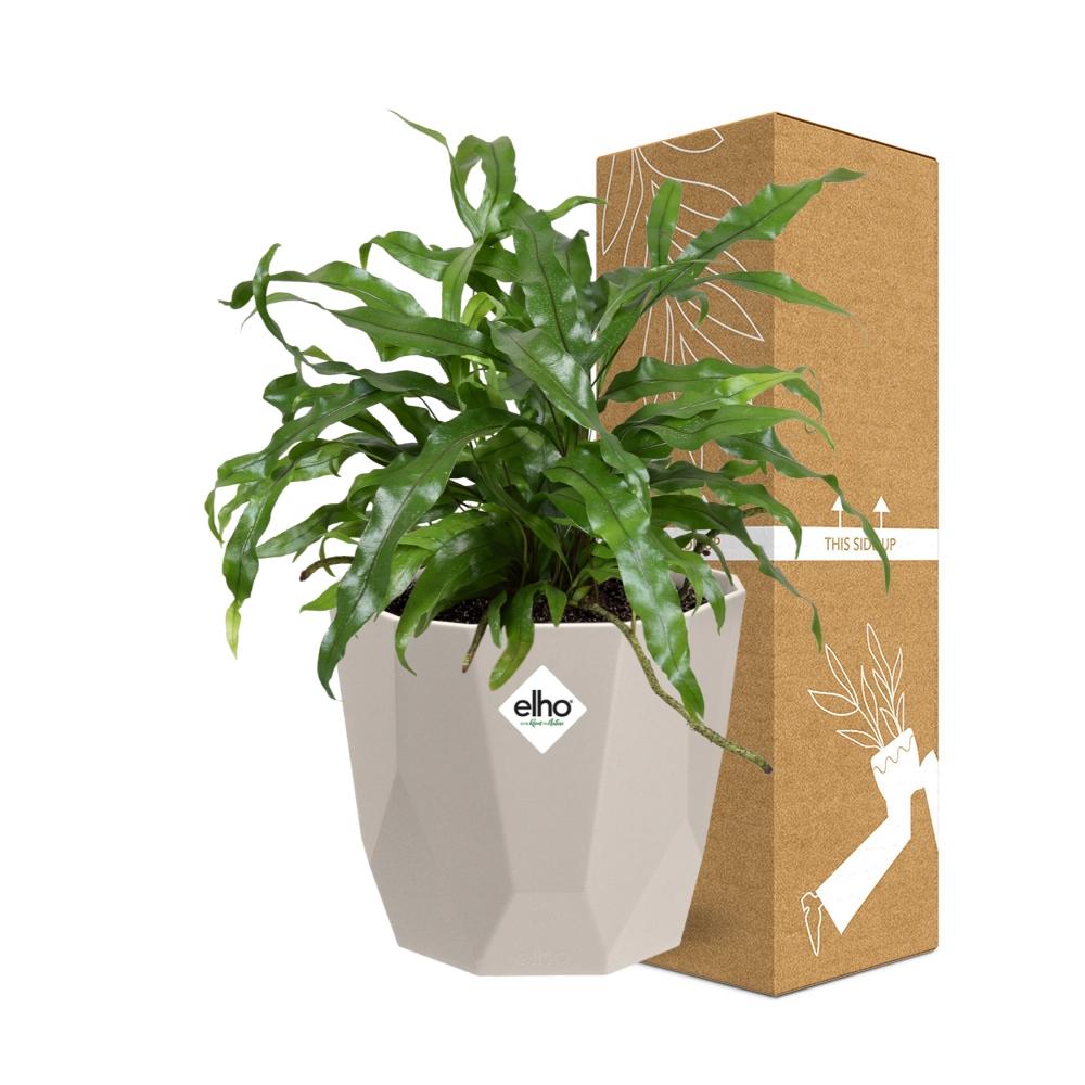 Microsorum Diversifolium – Känguru-Farn in ELHO b.for rock 14 cm warm grey