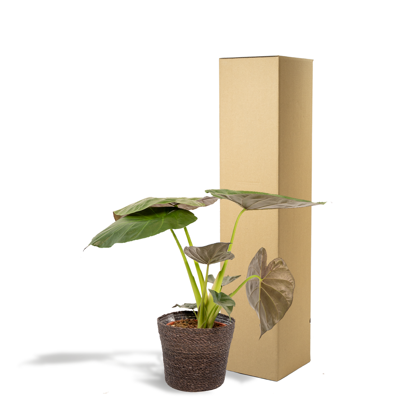 Alocasia Wentii - Elefantenohr mit Korb Ø19cm, 65cm hoch