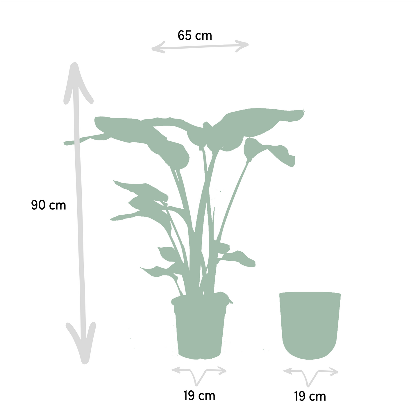 Strelitzia Nicolai Ø19cm – Baumstrelitzie mit Mayk Gold Topf