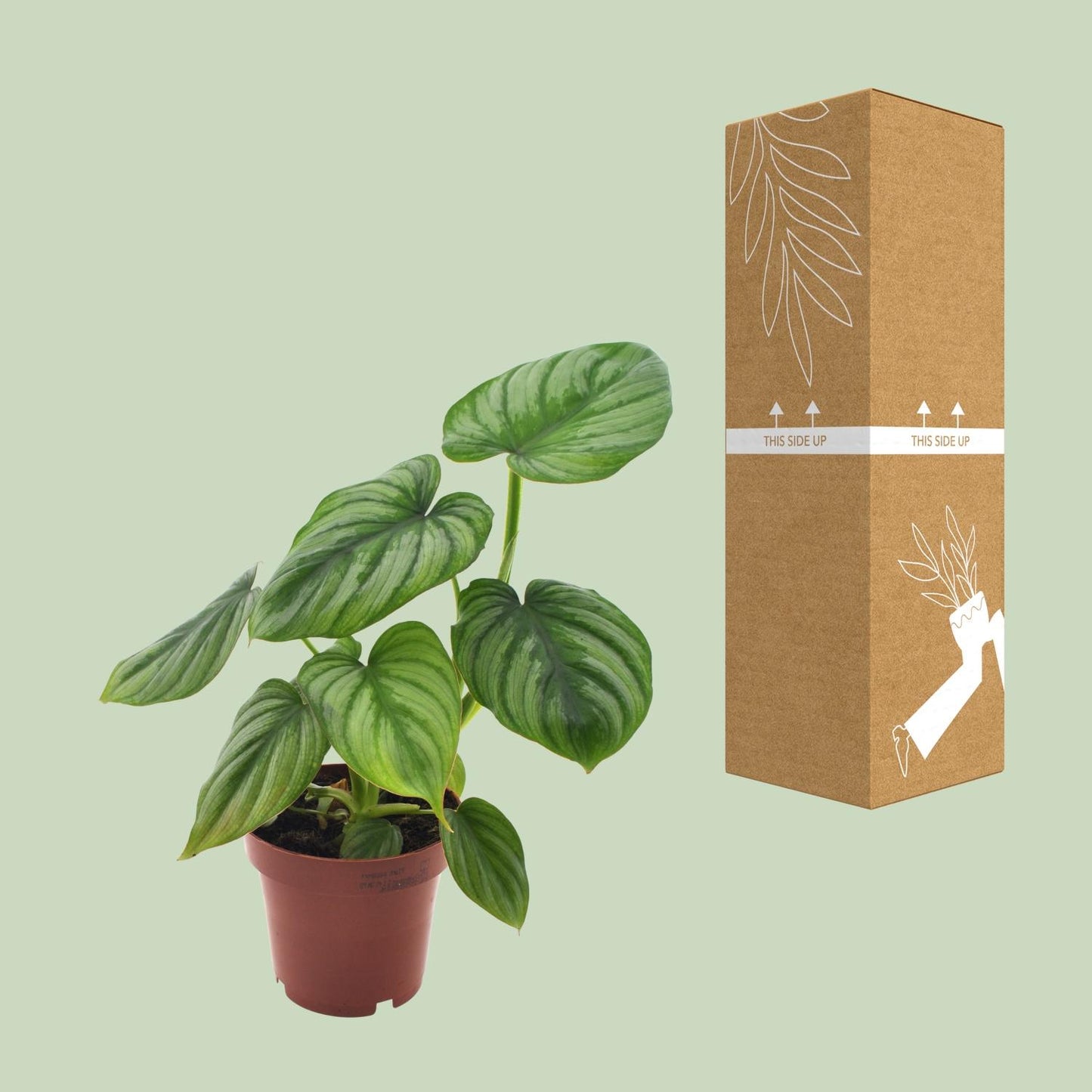 Philodendron Mamei – Pflegeleichte Zimmerpflanze Ø12cm