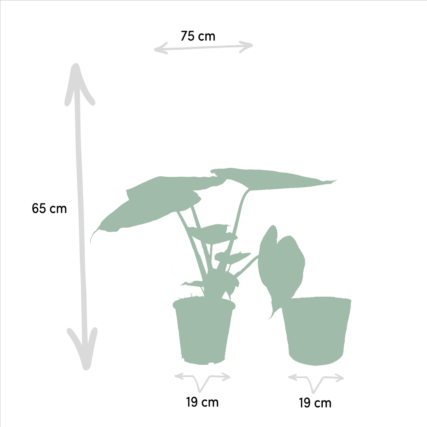 Ficus Elastica Melany & Alocasia Wentii im Korb Ø21cm/Ø19cm