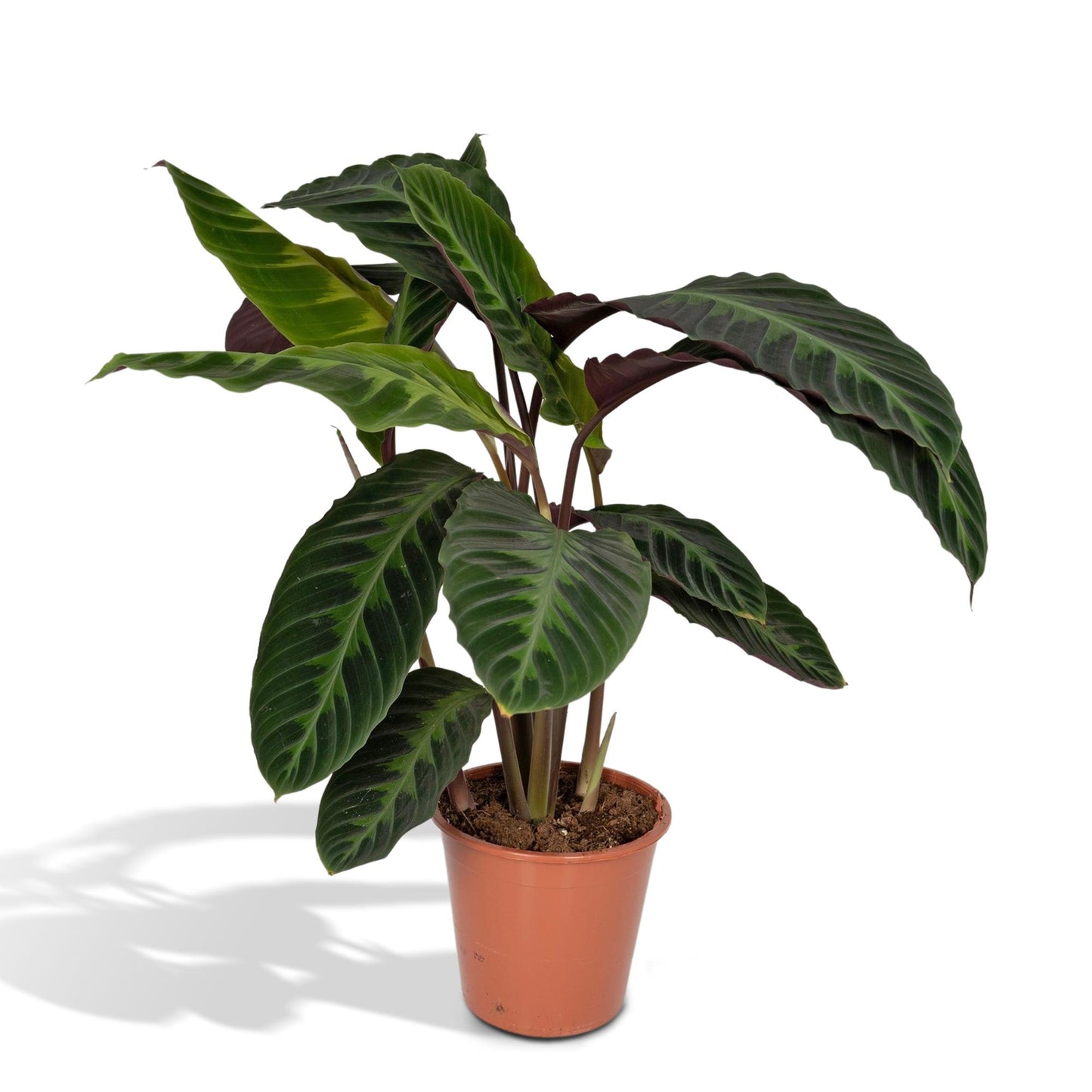 Calathea Warscewiczii – Pfauenpflanze Ø19cm, 70cm hoch
