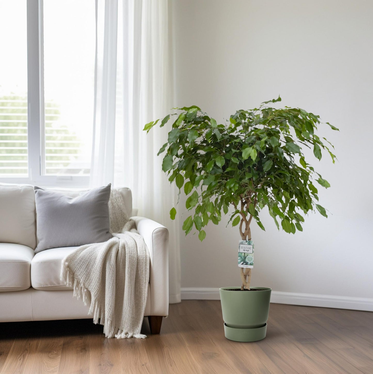Ficus Adora / Exotica – Pflegeleichter Luftreiniger Ø27cm, 120cm