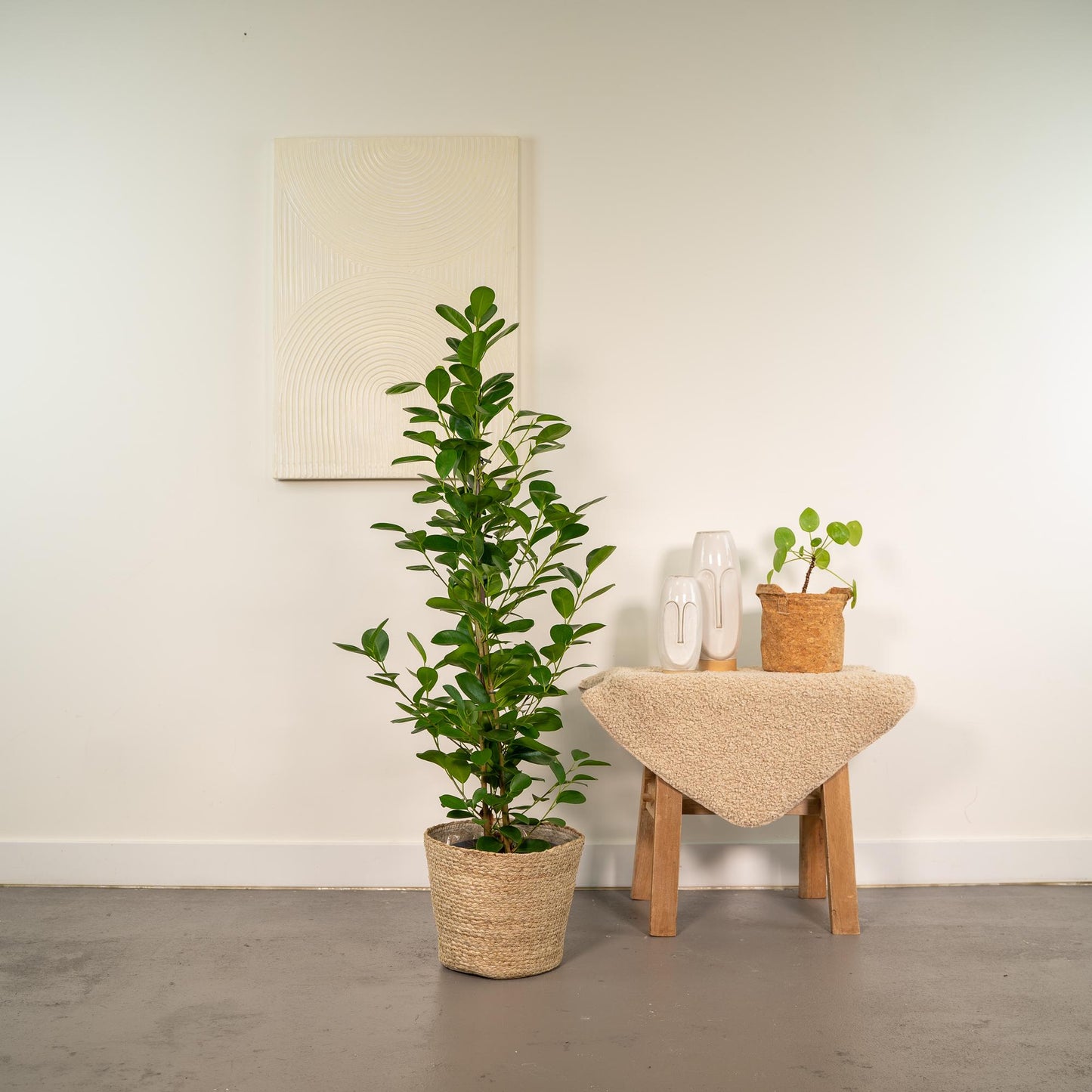 Ficus microcarpa Moclame Ø21cm – Luftreinigende Zimmerpflanze mit Korb