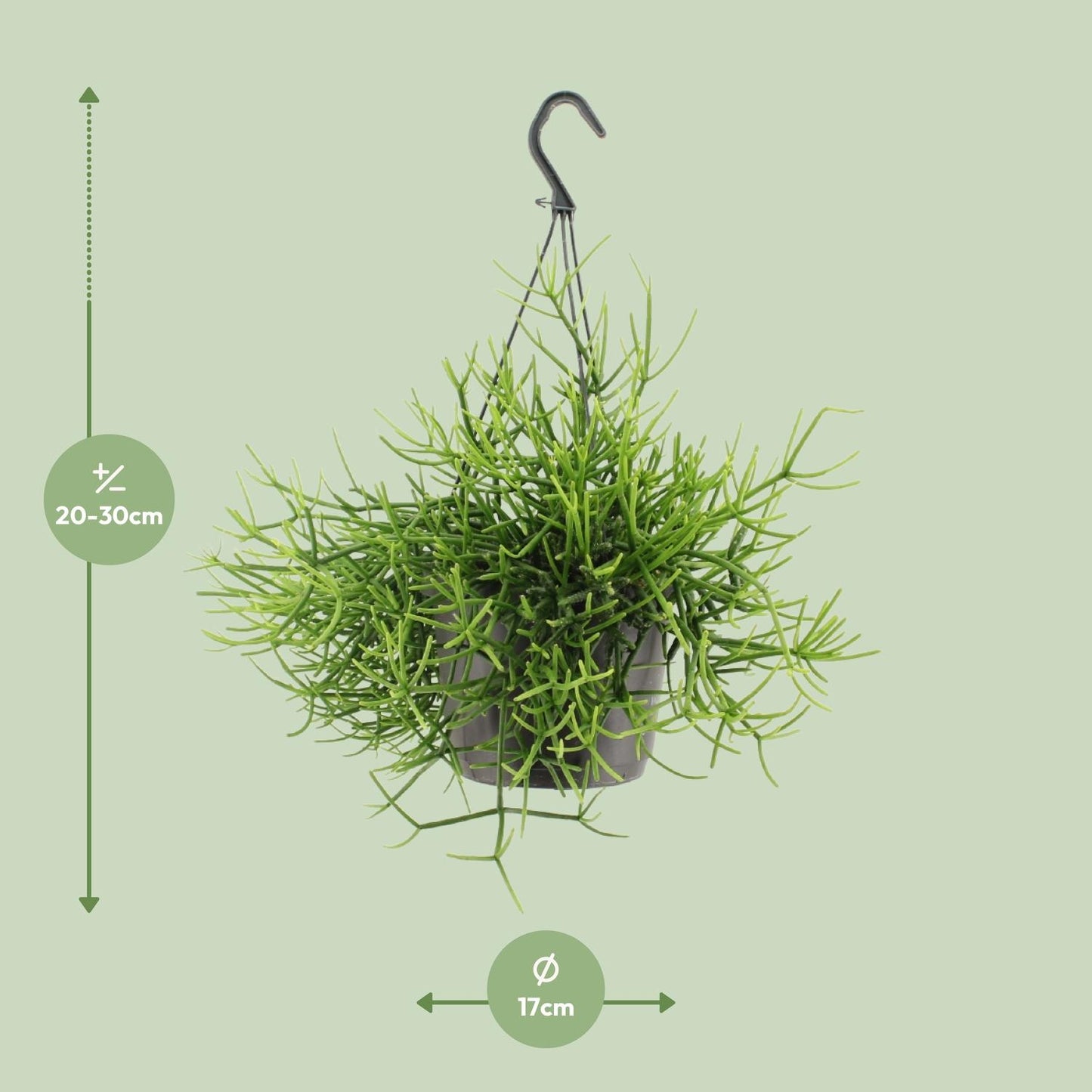 Rhipsalis Heteroclada – pflegeleichte Hängepflanze Ø17cm
