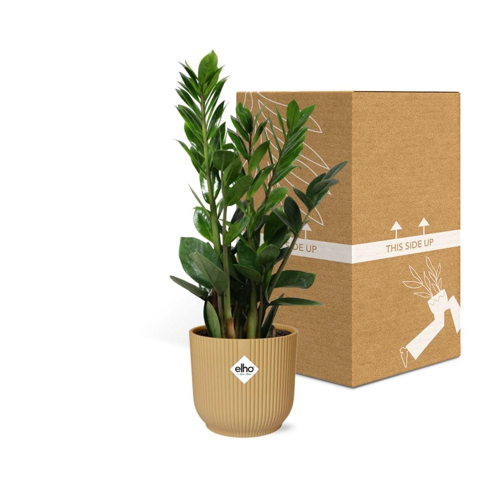 Zamioculcas – Pflegeleichte ZZ-Pflanze im ELHO Vibes Fold Topf