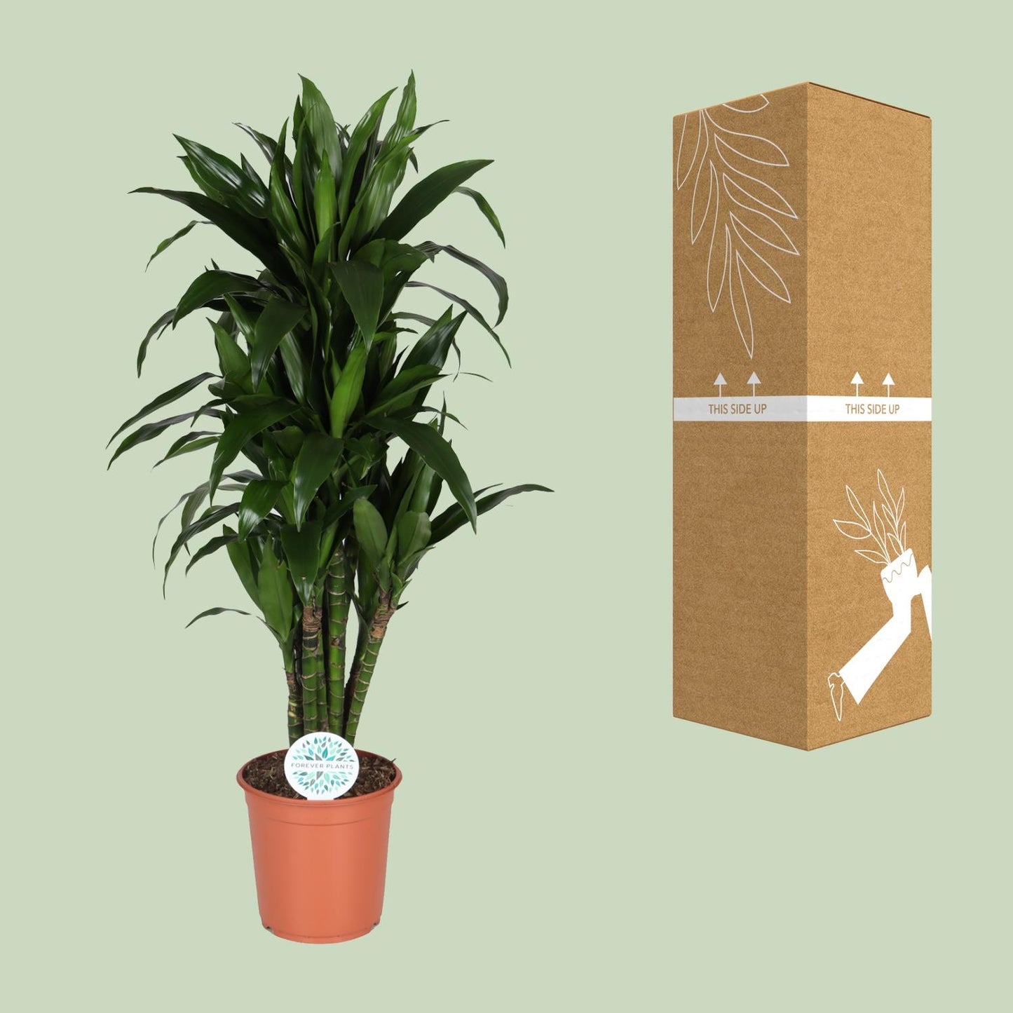 Dracaena Deremensis Janet Lind – Pflegeleichter Drachenbaum Ø27cm