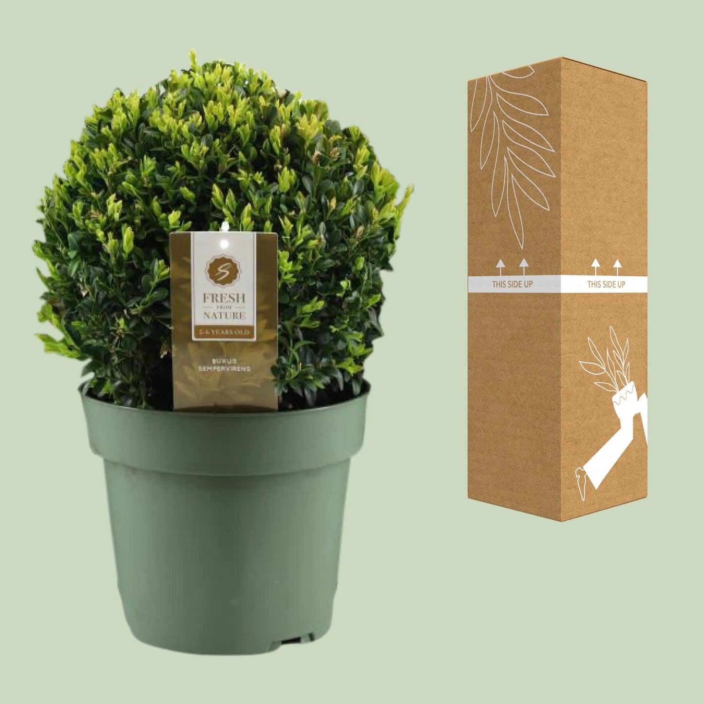 Buxus Semp. Ball Ø25cm – Winterharte Buchsbaumkugel