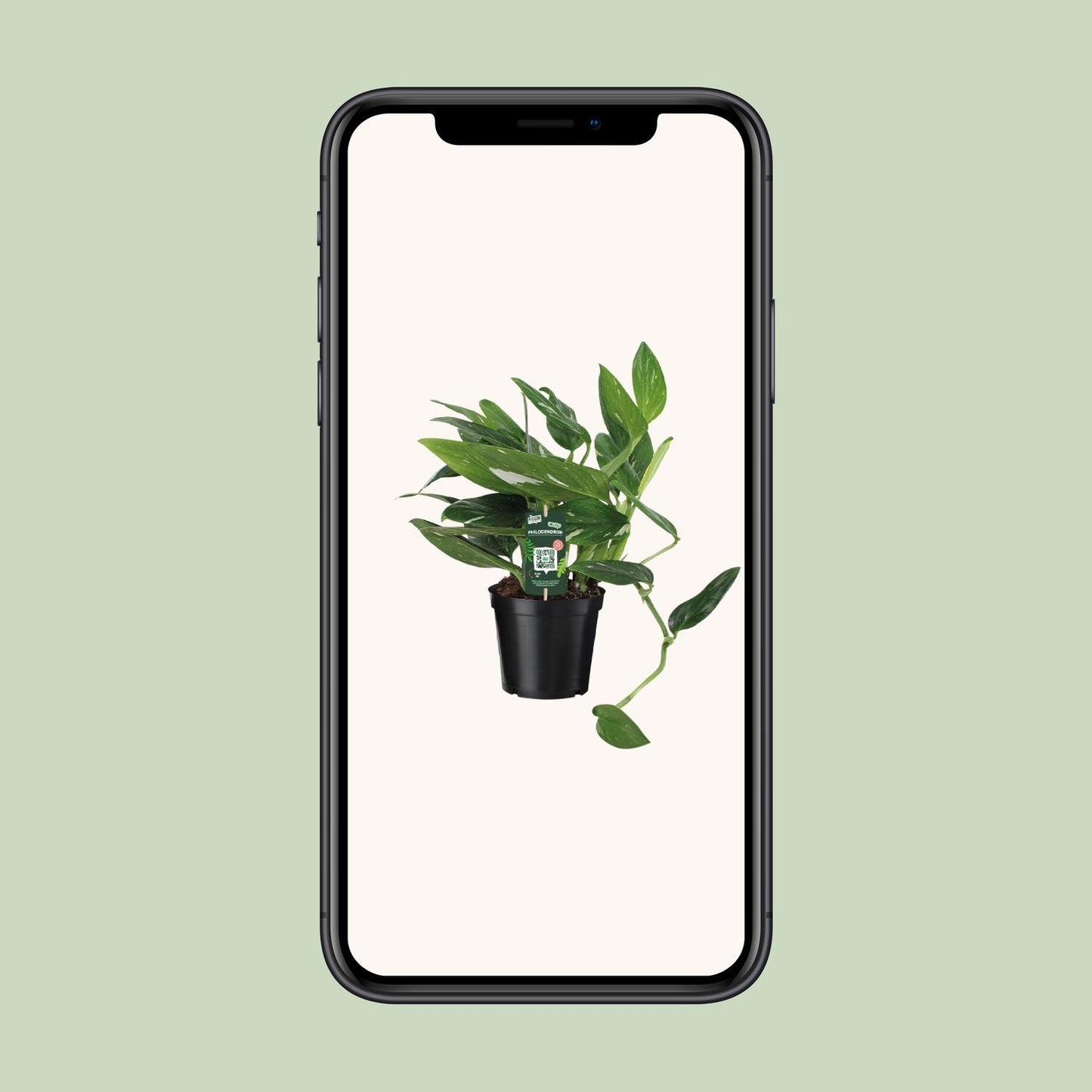 Philodendron Cobra Toef – Pflegeleichte Zimmerpflanze Ø17cm