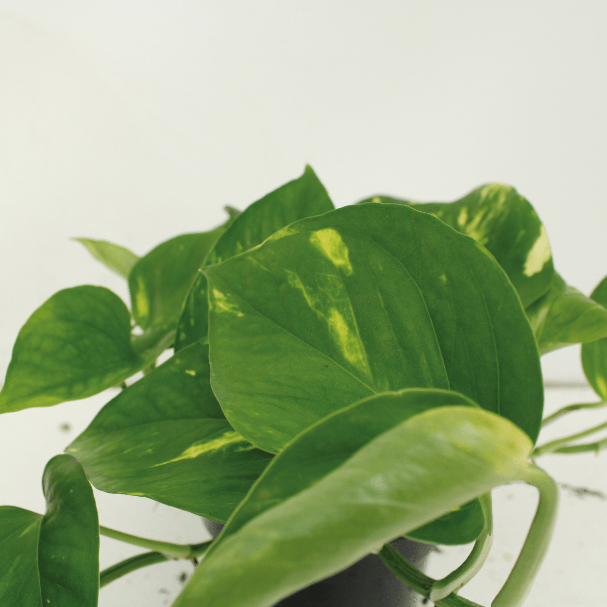 2x Epipremnum Aureum – pflegeleichter Scindapsus 20cm