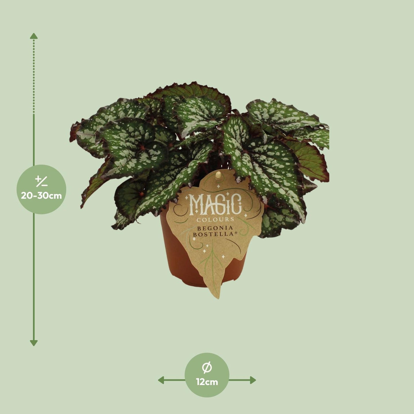 Begonia Rex Bostella – Pflegeleichte Farbpracht Ø12 cm