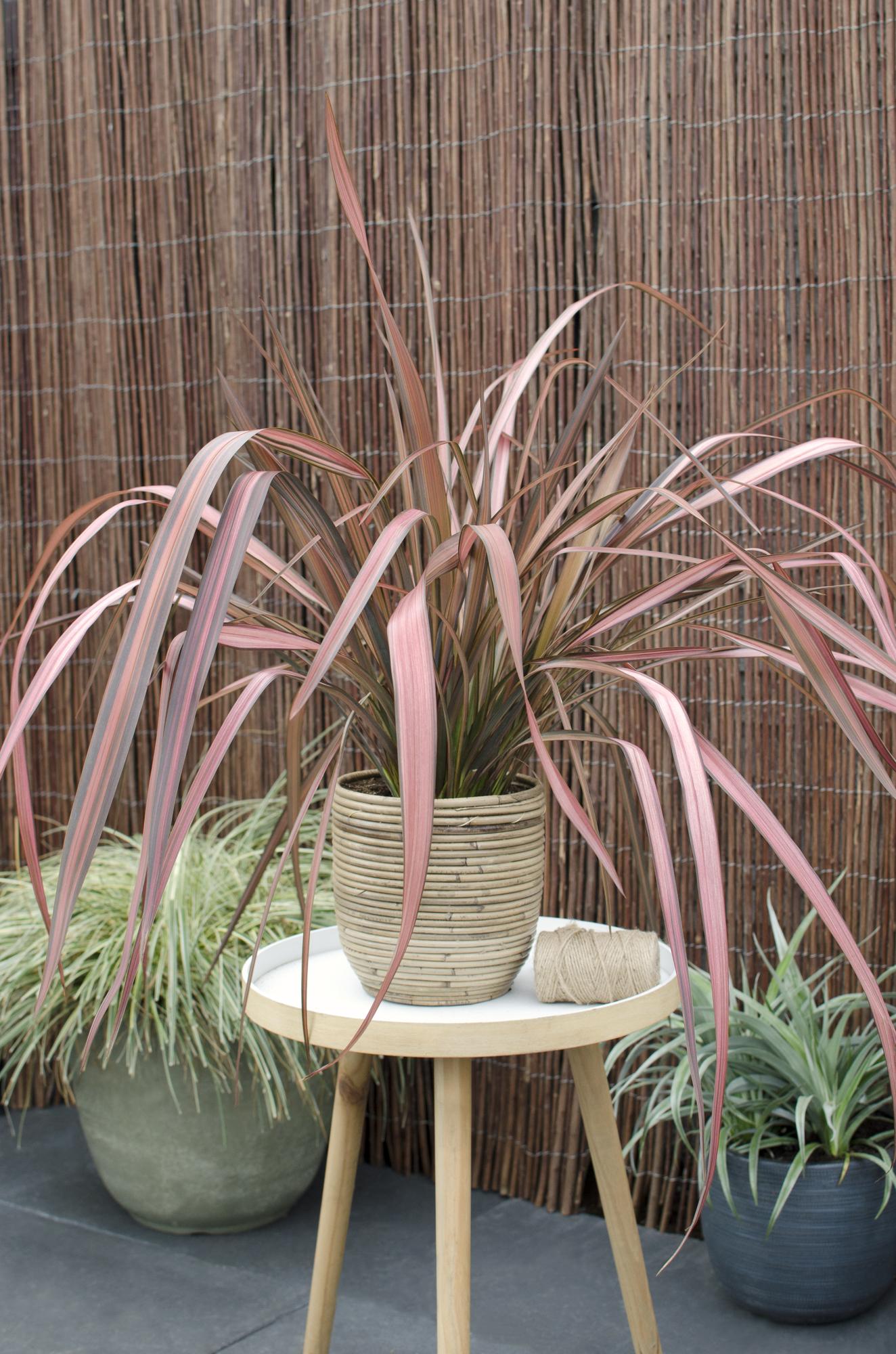 Phormium 'Pink Flamingo' – Farbstarker Immergrüner Strauch Ø14cm