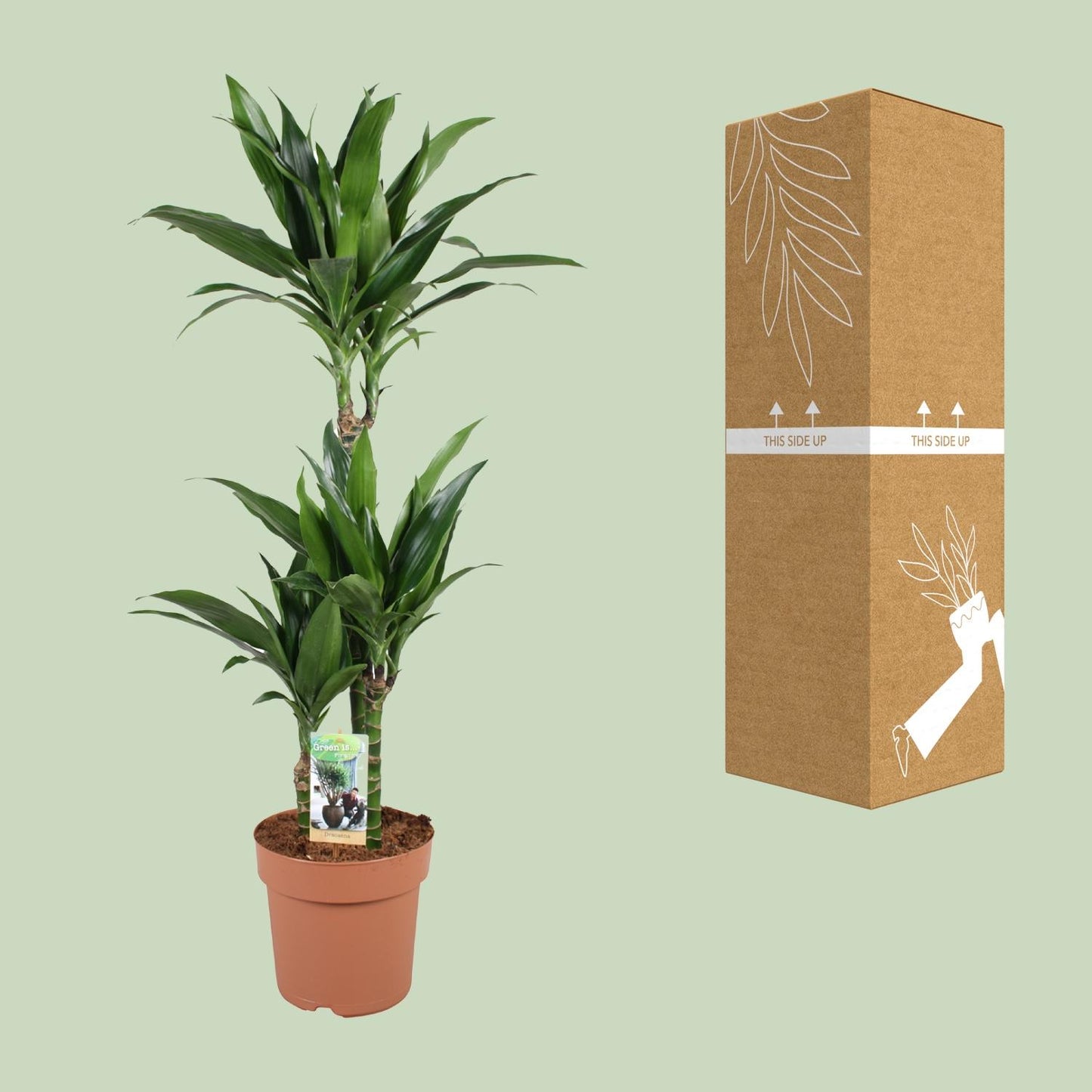 Dracaena Janet Craig – Pflegeleichter Drachenbaum Ø21cm, 100cm hoch