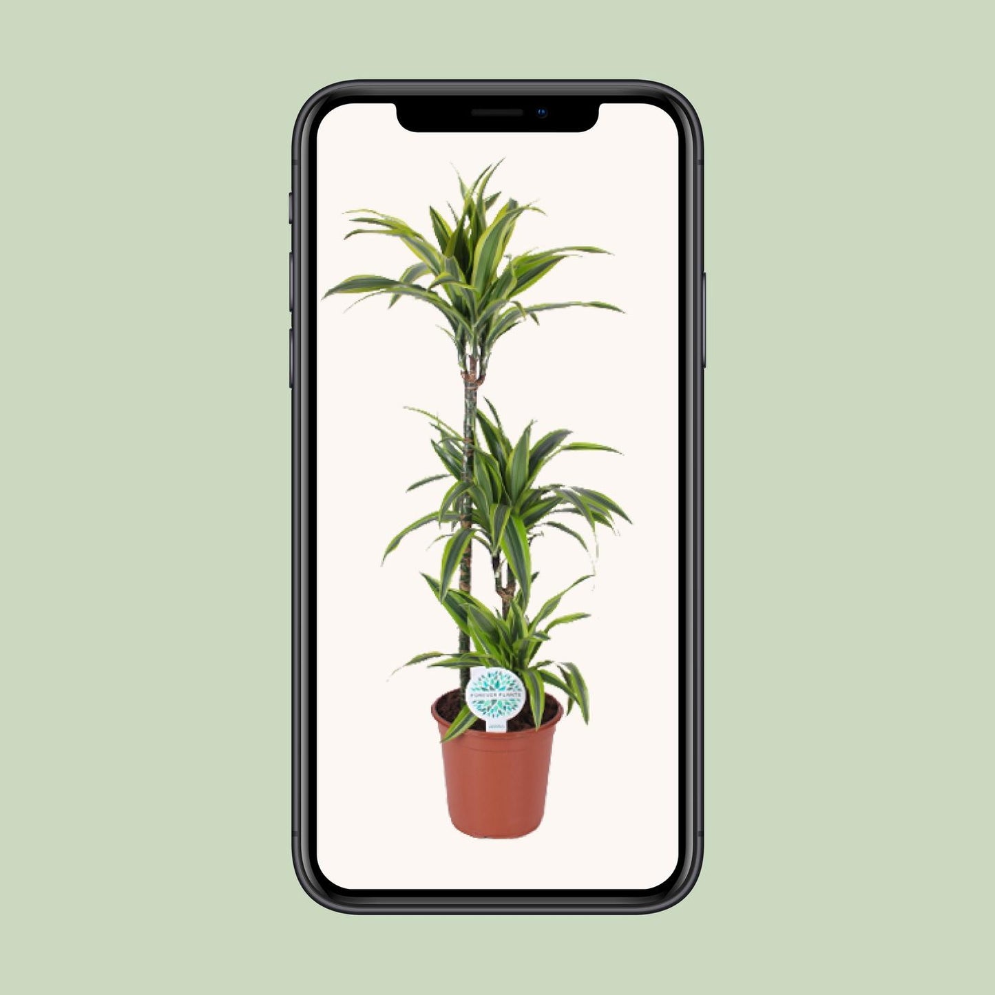 Dracaena Lemon Lime – Pflegeleichter Drachenbaum Ø24cm
