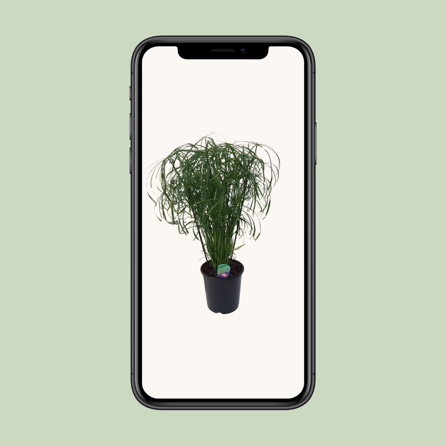 Cyperus Alternifolius – Pflegeleichtes Schirmgras Ø21cm
