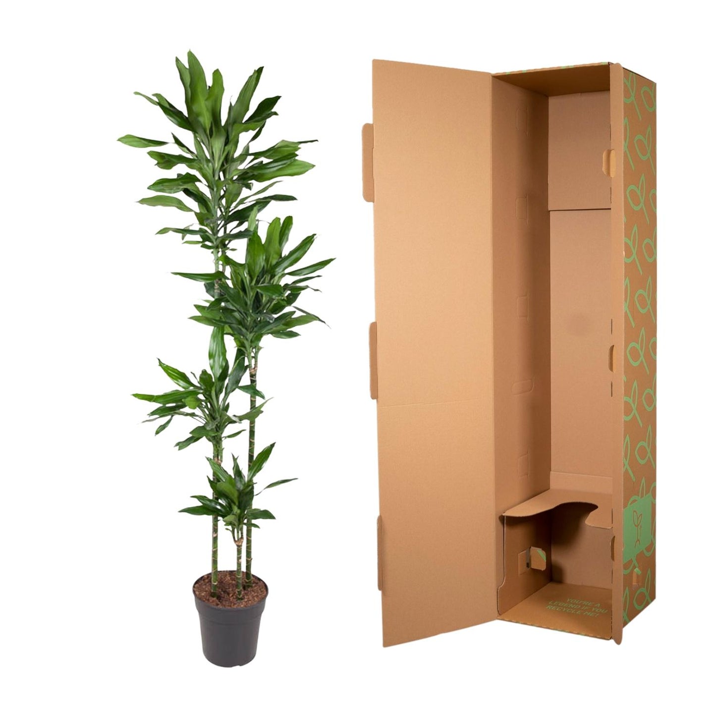 Dracaena Janet Lind – 180 cm – pflegeleichte XXL-Palme