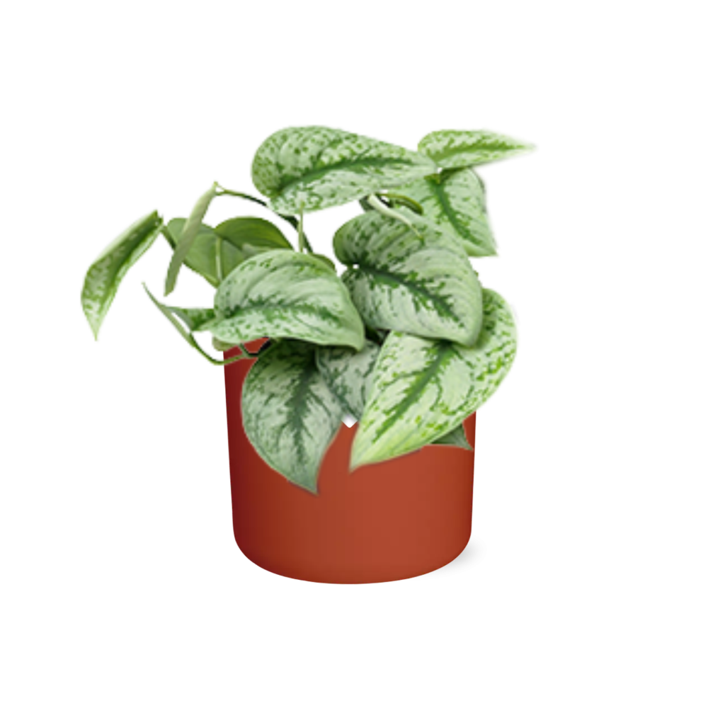 Scindapsus Pictus ‘Trebie’ – pflegeleichter Teufels-Efeu 14cm