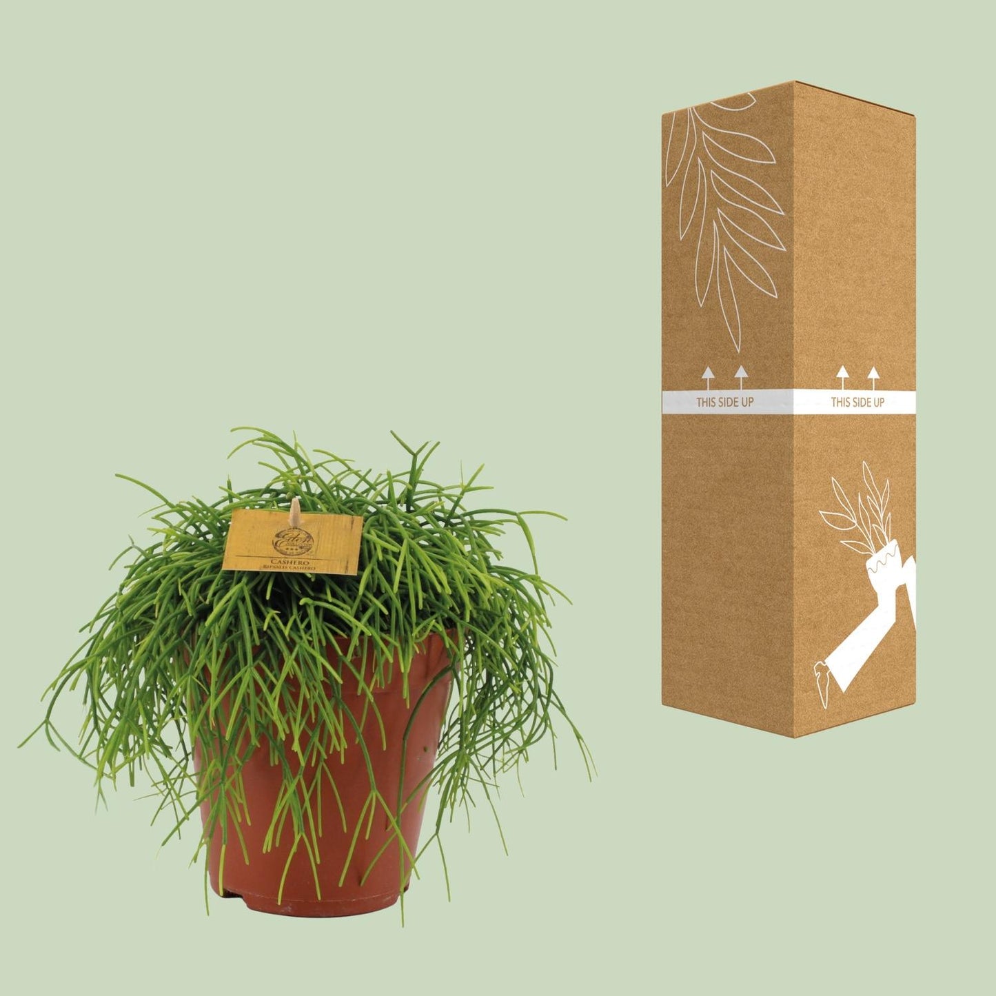 Rhipsalis Cashero – pflegeleichte hängende Sukkulente Ø15cm