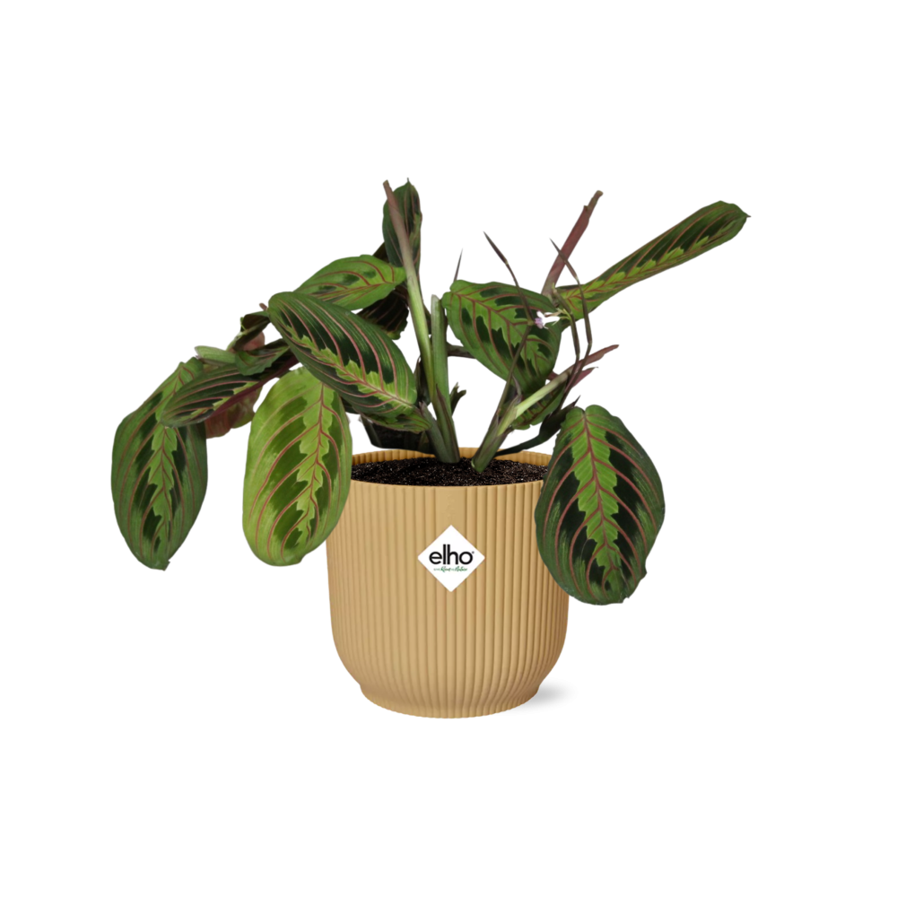 Maranta Leuconeura ‘Fascinator’ Tricolor im ELHO Vibes Fold 14cm Topf