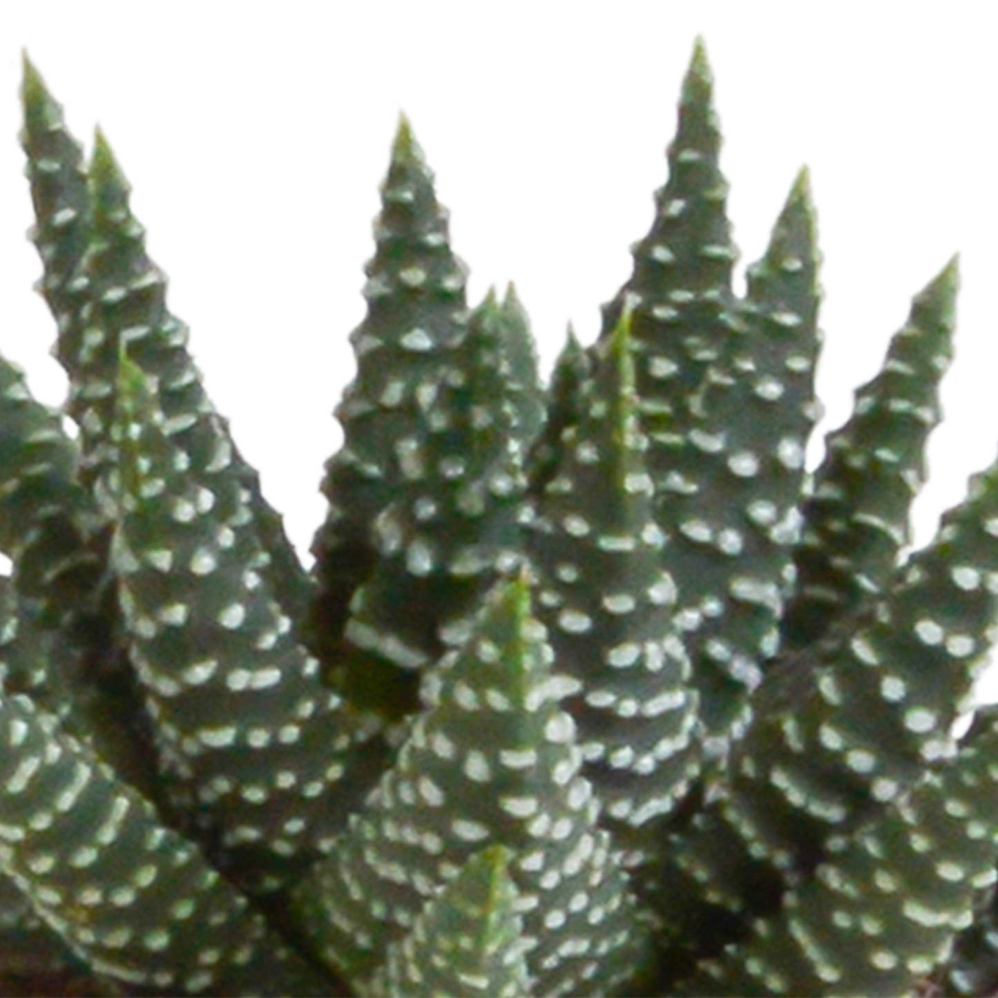 Gasteria & Haworthia Sukkulenten-Mix im Terrakotta-Topf