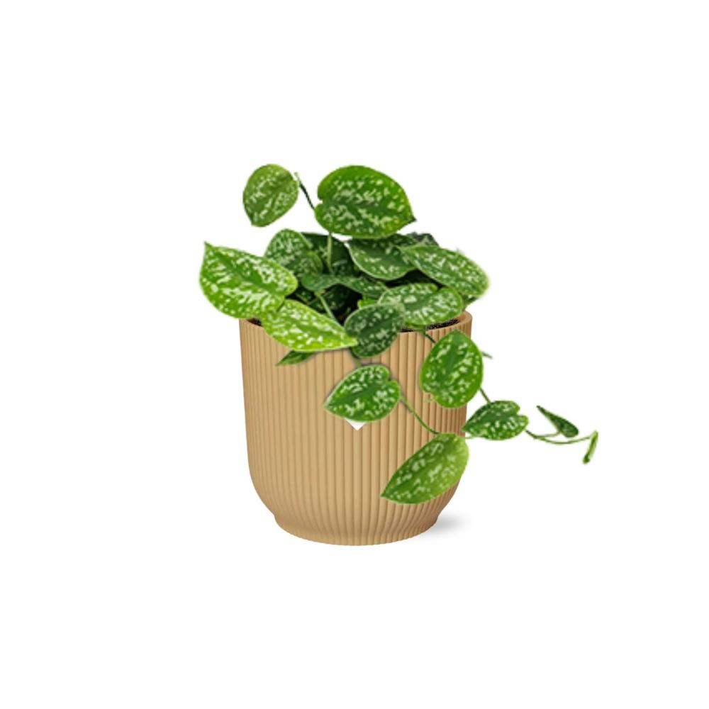 Scindapsus Pictus ‘Argyraeus’ im ELHO Vibes Fold 14cm Topf gelb