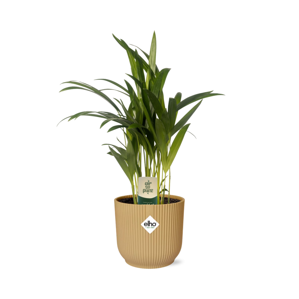 Dypsis Lutescens (Bambuspalme) 12cm im ELHO Vibes Fold Topf