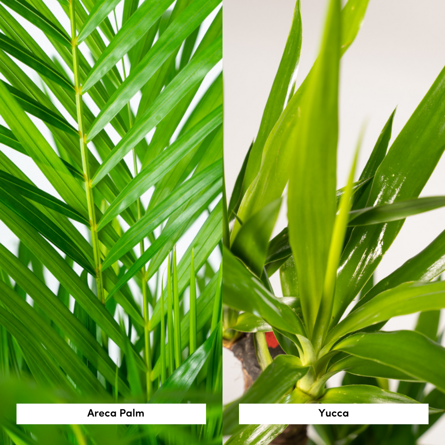 Set Areca Palme & Yucca Palmlilie – XXL Zimmerpflanzen