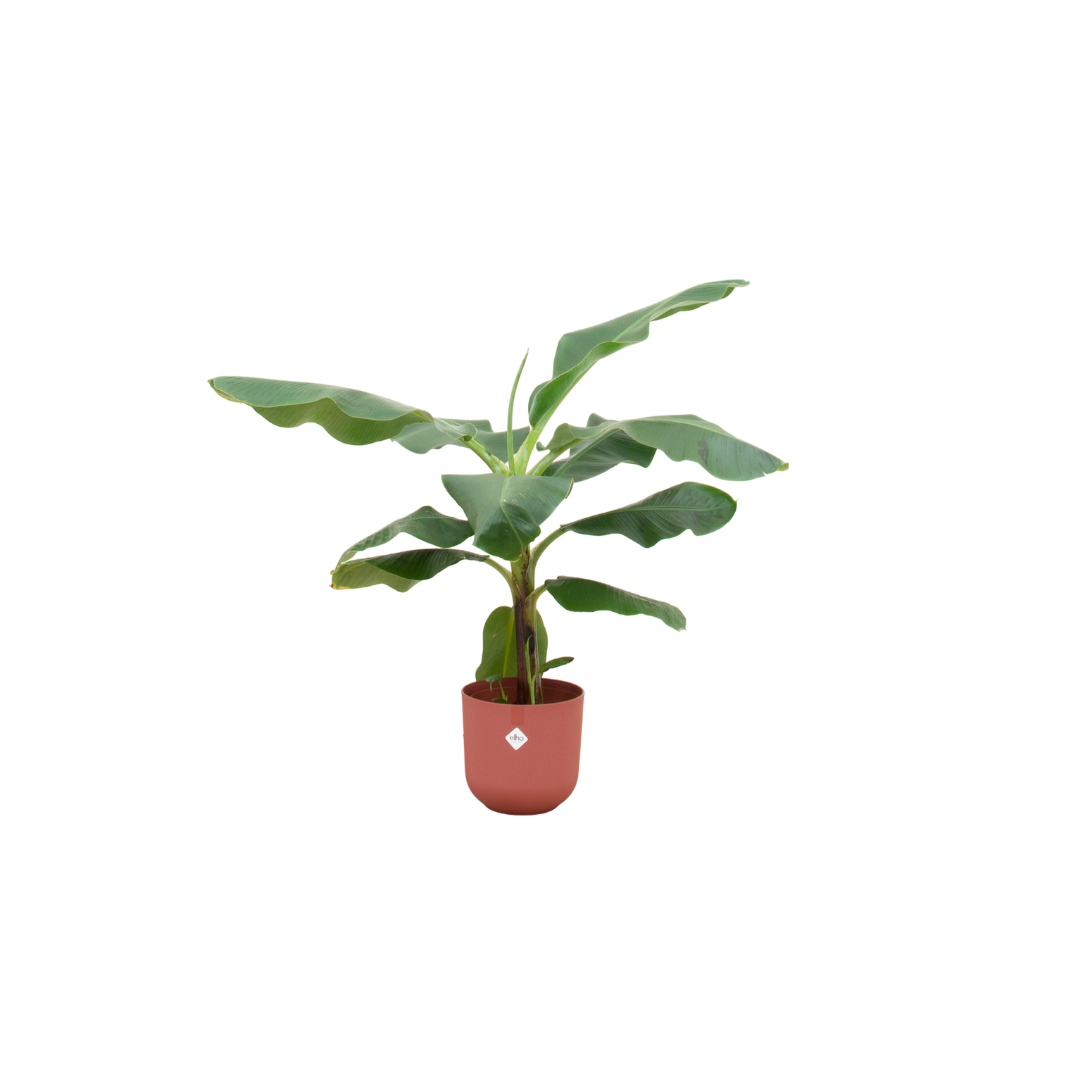 Bananenpflanze (Musa) mit elho Jazz Round Topf Ø23 cm, 100 cm