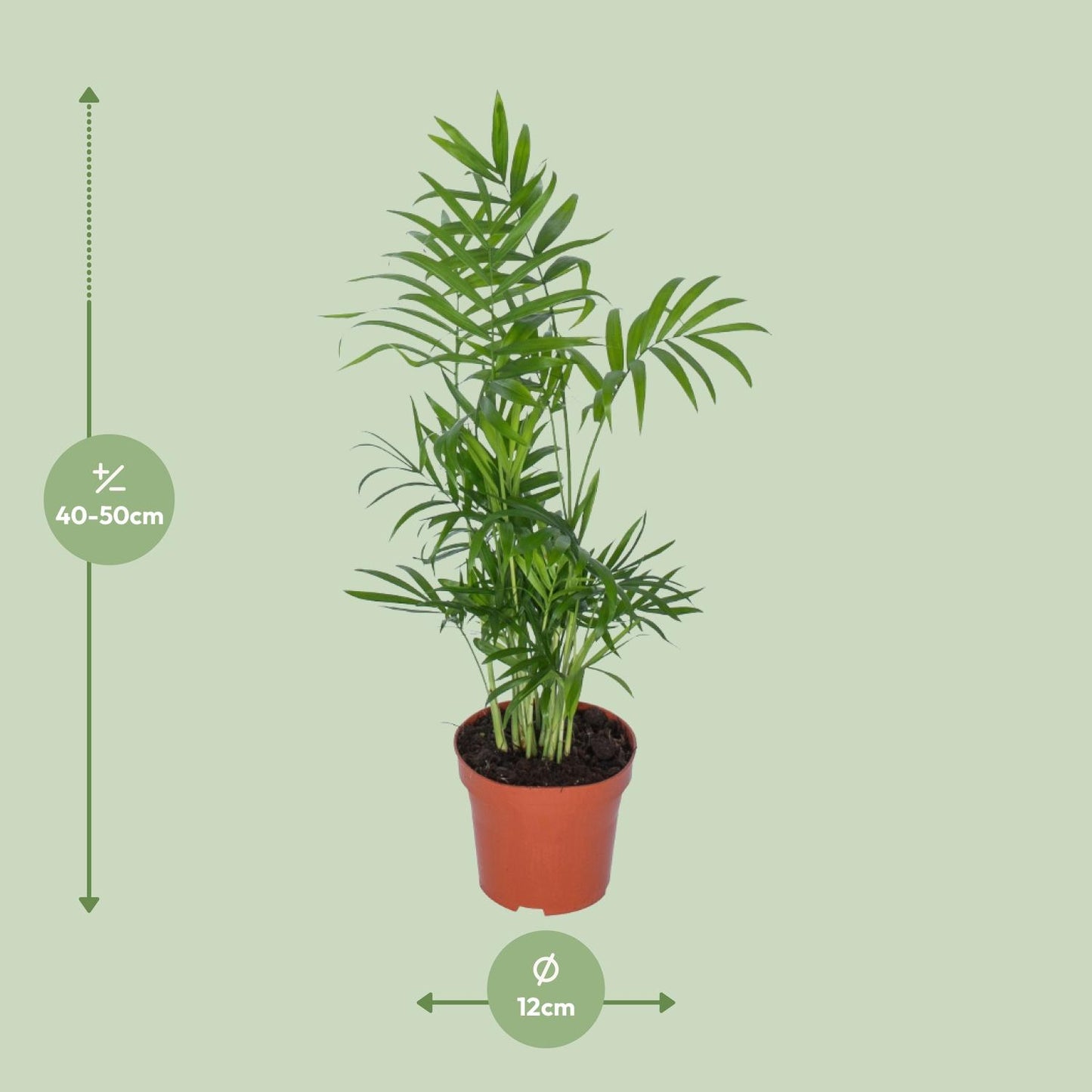Chamaedorea Zwerg-Bergpalme Ø12cm, ca. 50cm hoch