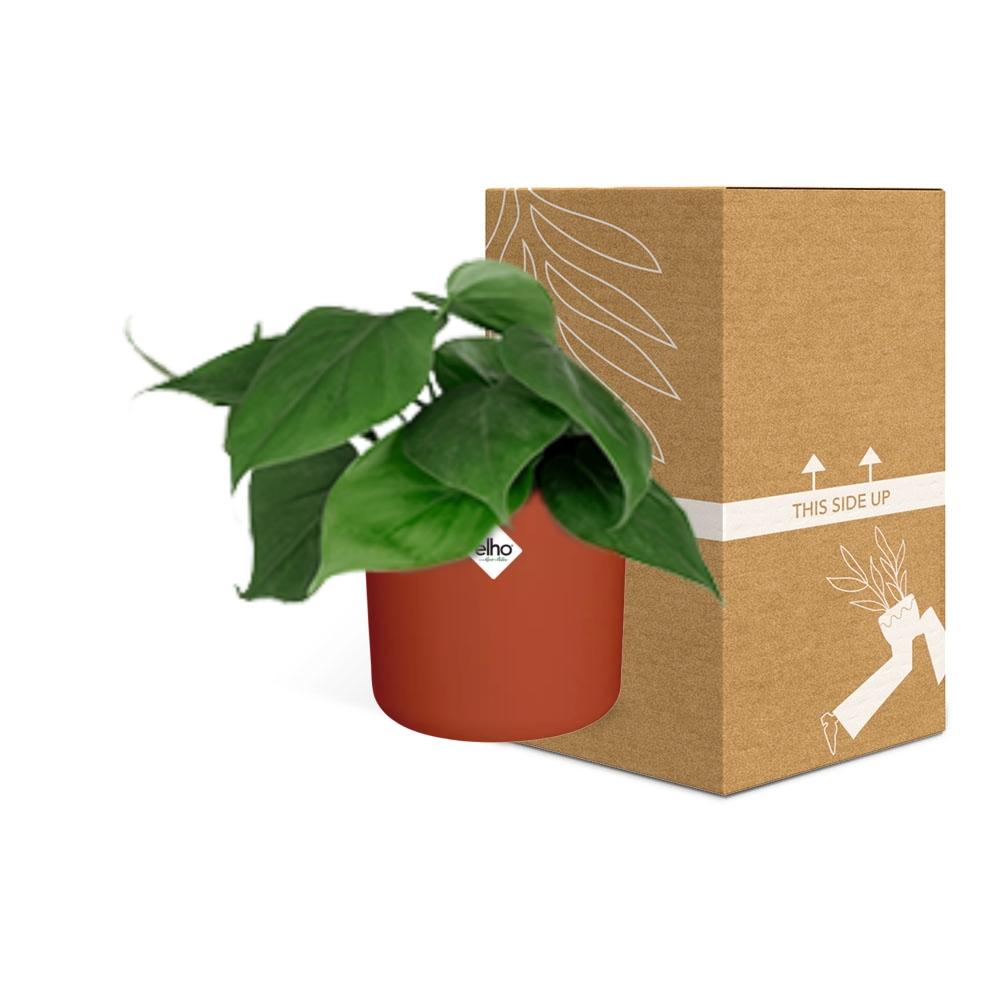 Philodendron Scandens im ELHO b.for soft Rond 14cm Brique