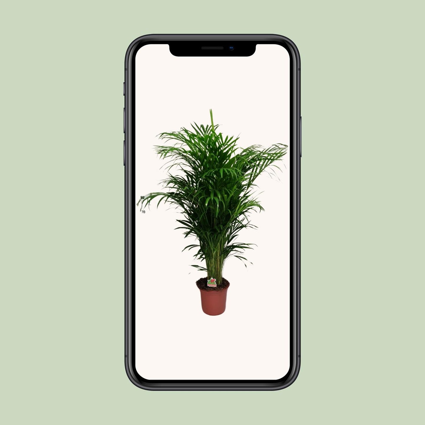 Dypsis Lutescens – Elegante Bergpalme Ø24cm, 125cm hoch