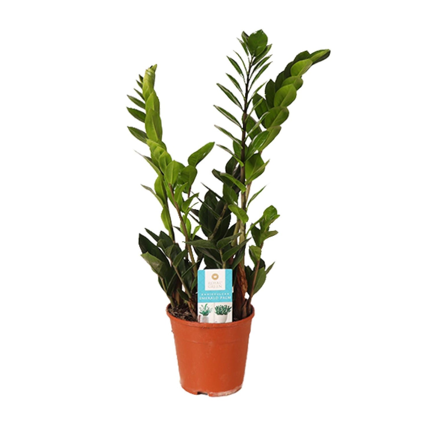 Zamioculcas Zamiifolia – Pflegeleichte ZZ-Pflanze Ø14cm, 45cm hoch