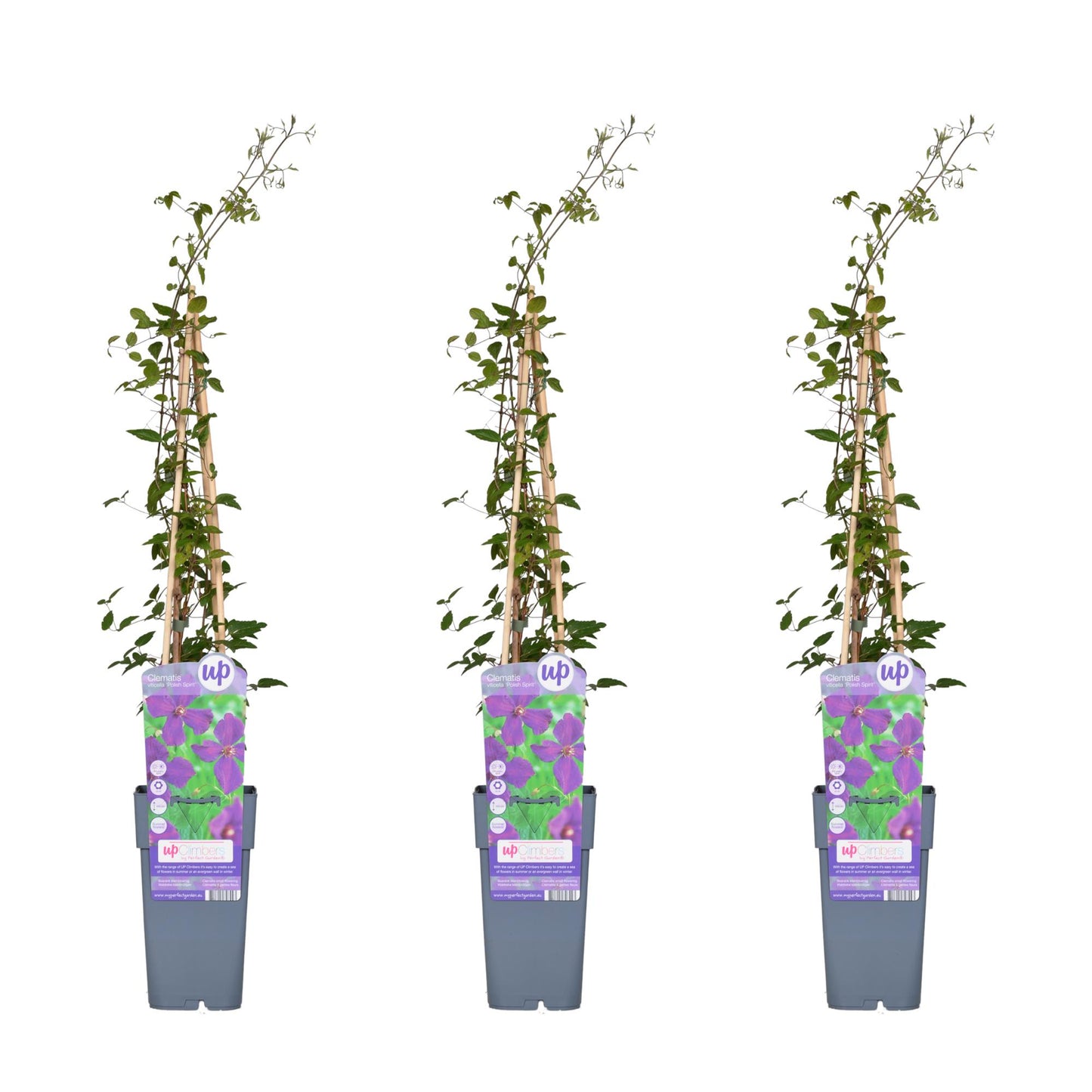 3x Clematis Viticella 'Polish Spirit' – Blühende Kletterpflanze
